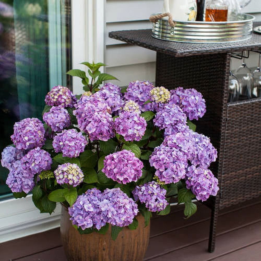 Endless Summer BloomStruck Reblooming Hydrangea Live Shrub (Pink and Blue, 2 Gallon) zkacp