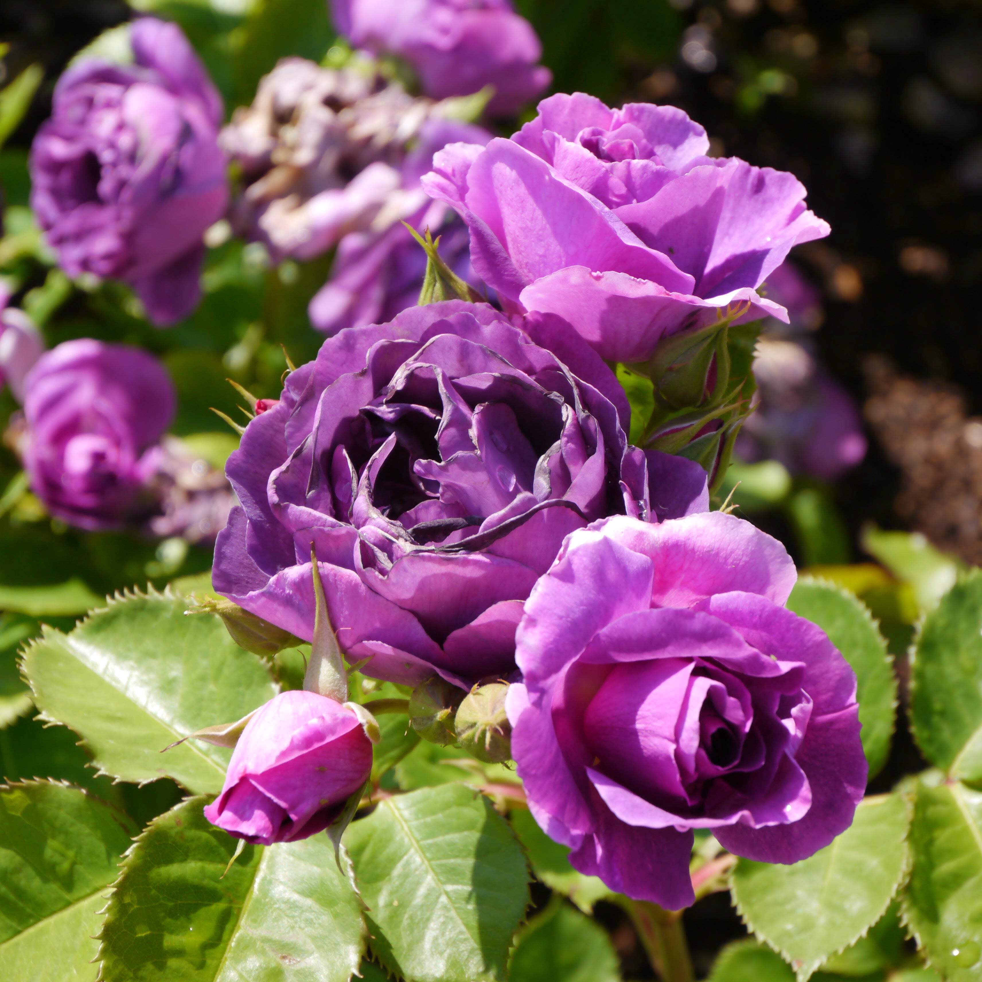 Seedville USA Purple Climbing Rose Flower Seeds (Fragrant Rosa Bush Vine, 5 Seeds) e0320
