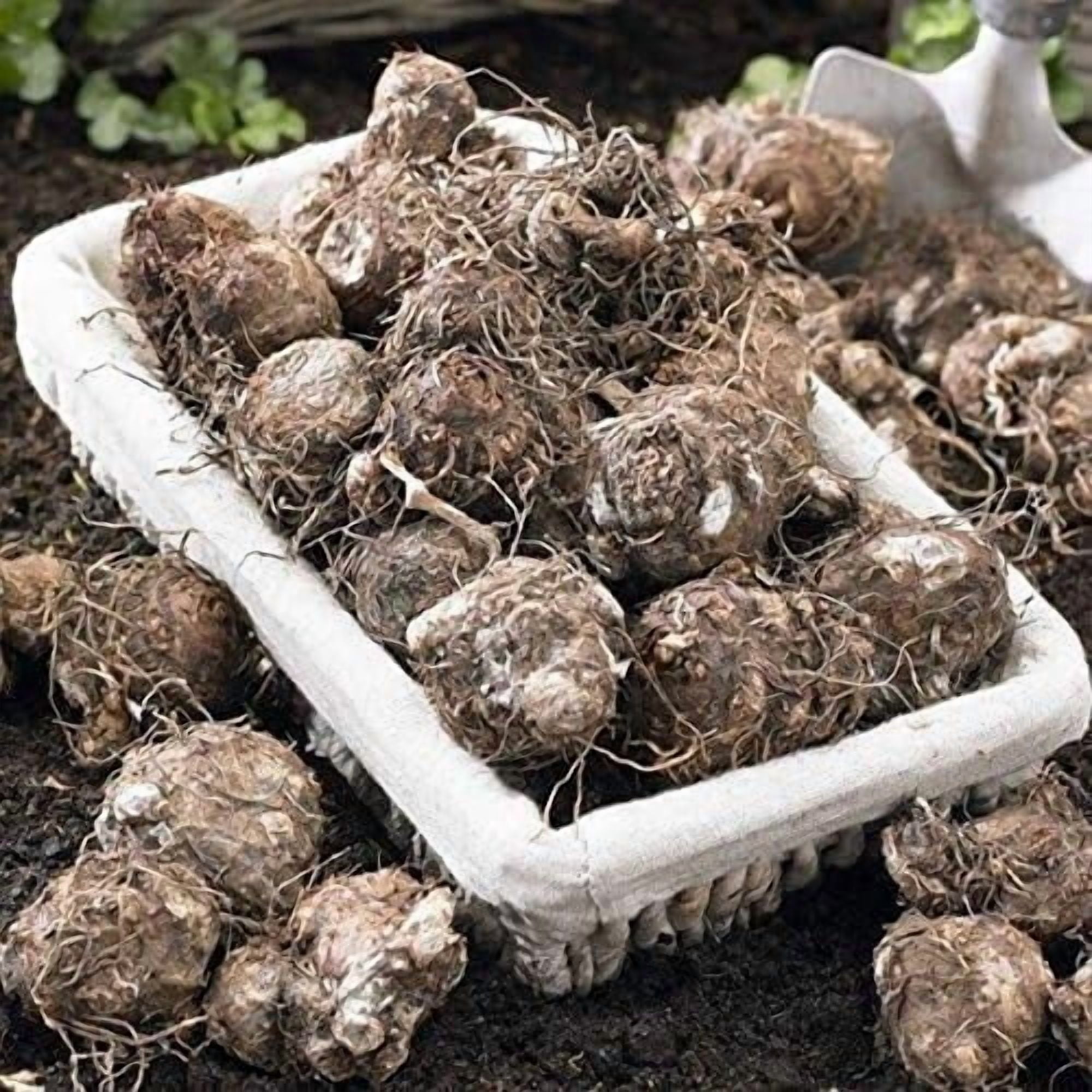 CZ Grain Desert Sunset Caladium Bulbs for Planting (Multi-Color, 4 Pack) 6v0qt