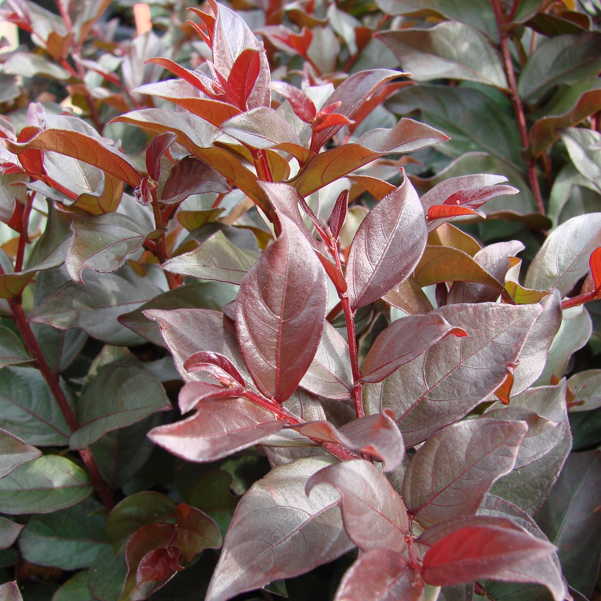 First Editions Plum Magic Crape Myrtle Live Shrub (Pink, 2 Gallon) zgzmh