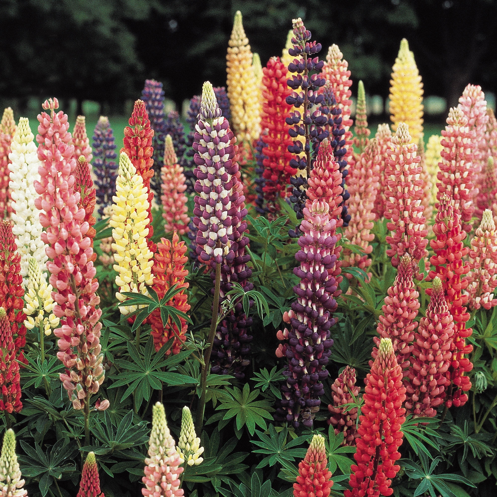 Burpee Russell Hybrid Lupine Seeds (Mixed Colors, 0.04 oz) rycy1