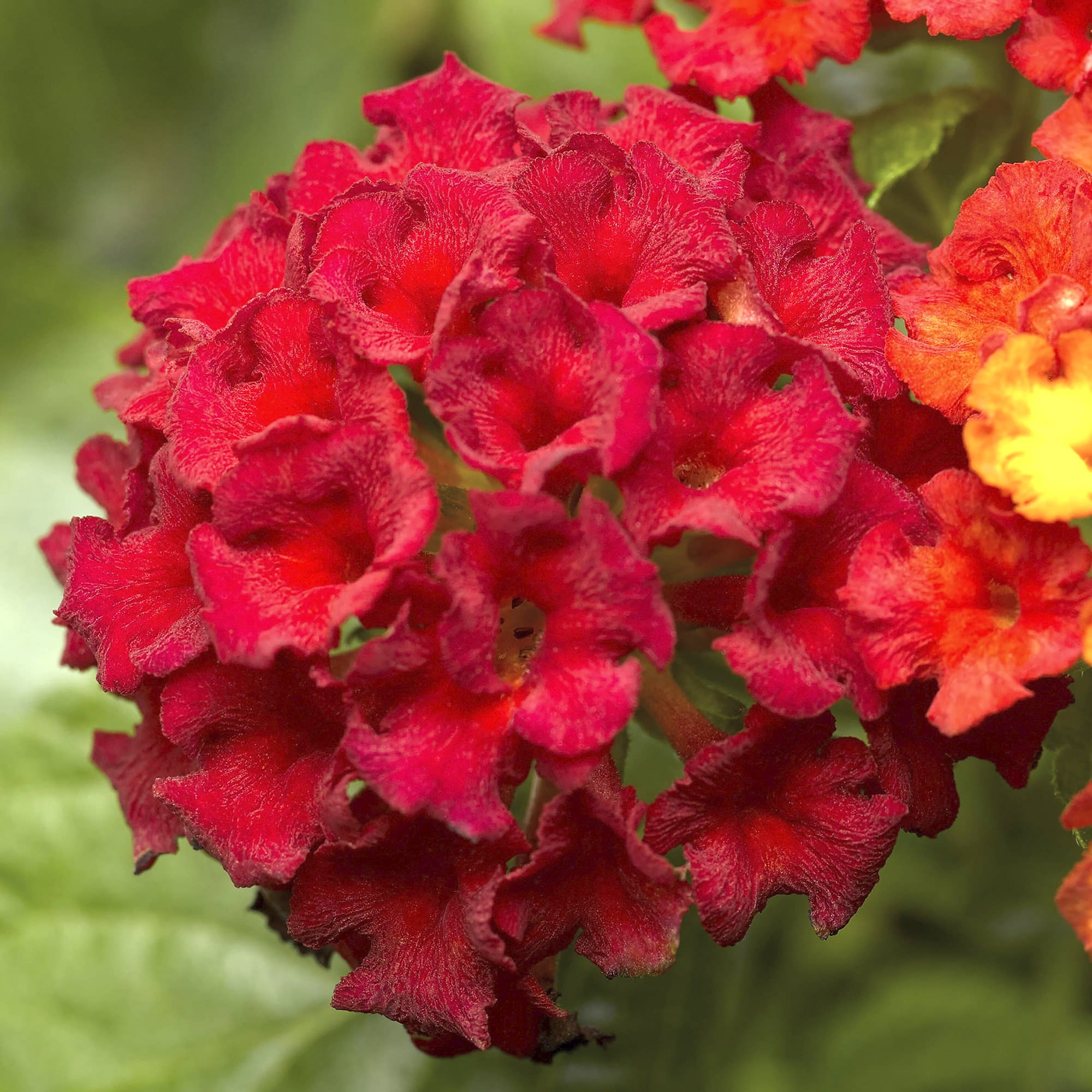Expert Gardener Dallas Red Lantana Live Plant (Red, 2.5 qt) zzdt8
