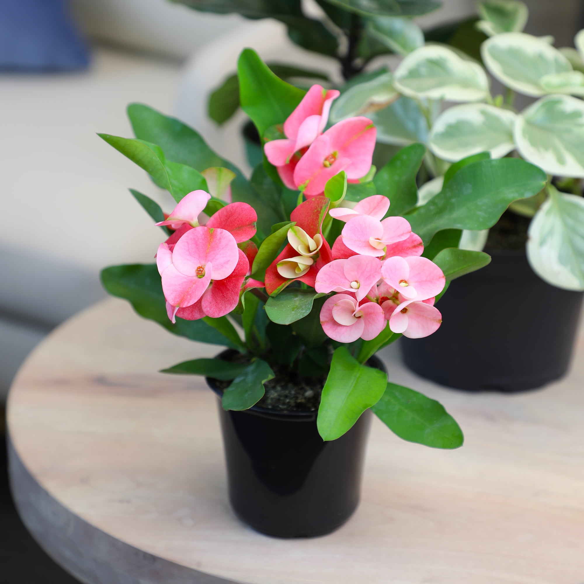 Altman Plants Euphorbia Milii Crown of Thorns Live Succulent Plant (Green, 4.25 in) k541u