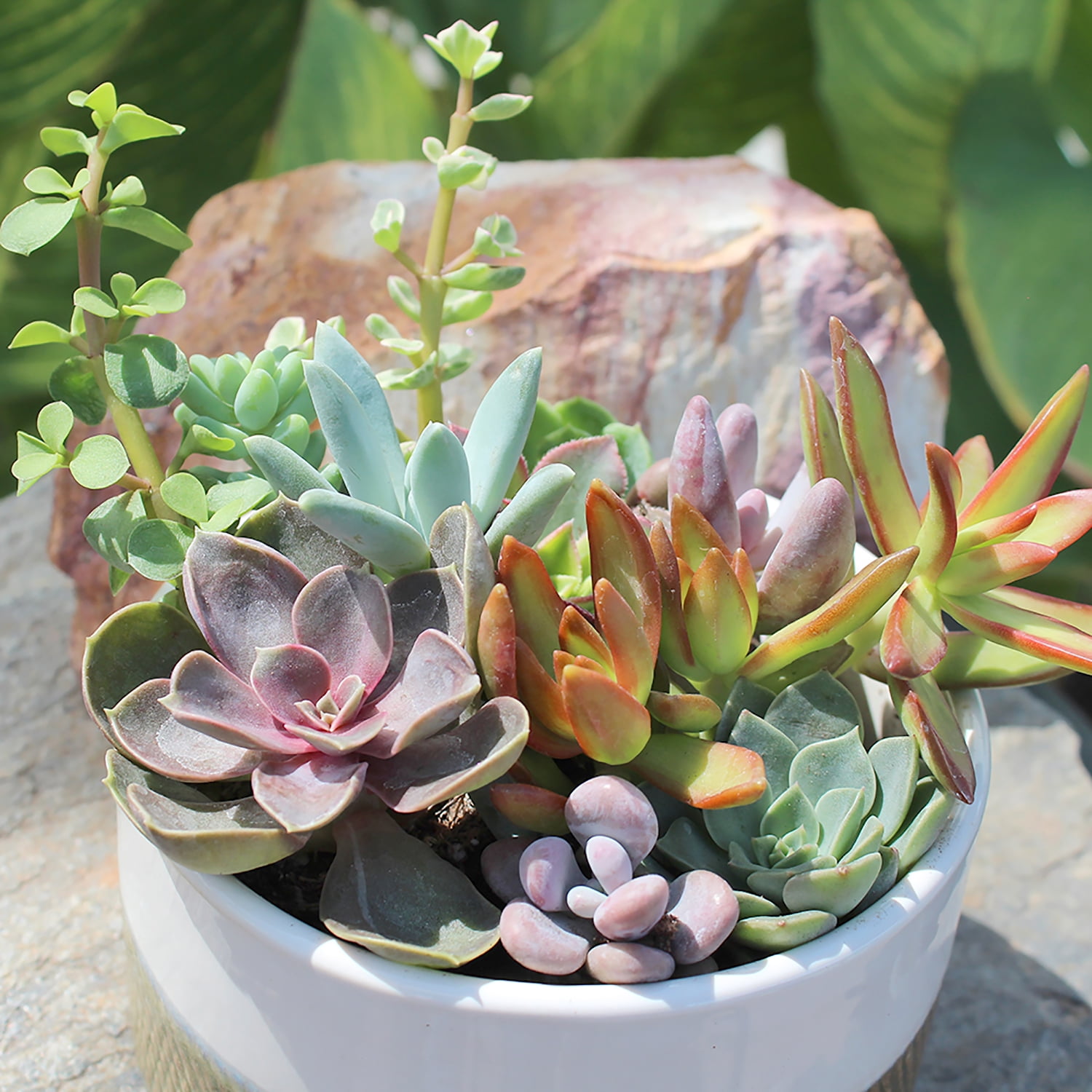 Altman Plants Live Succulent Assortment (Indoor & Outdoor Decorative Plants) (50 Pack, 2 in Pots) k66wu