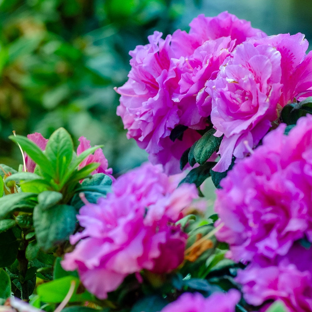 Encore Azalea Autumn Majesty Shrub with Purple Ruffled Blooms (1 Gallon) idiq2