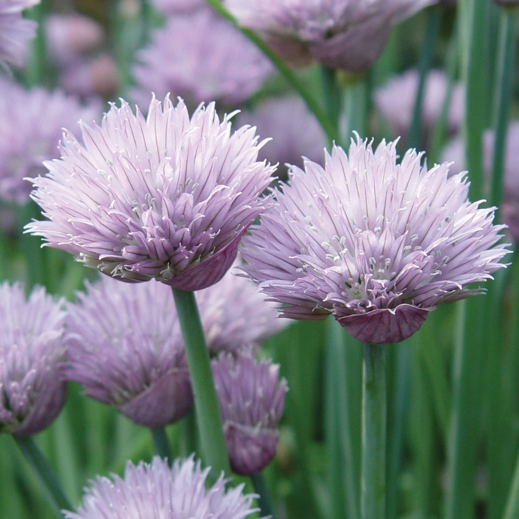 Burpee Organic Common Chives Herb Seeds (1-Pack) 0h6xk