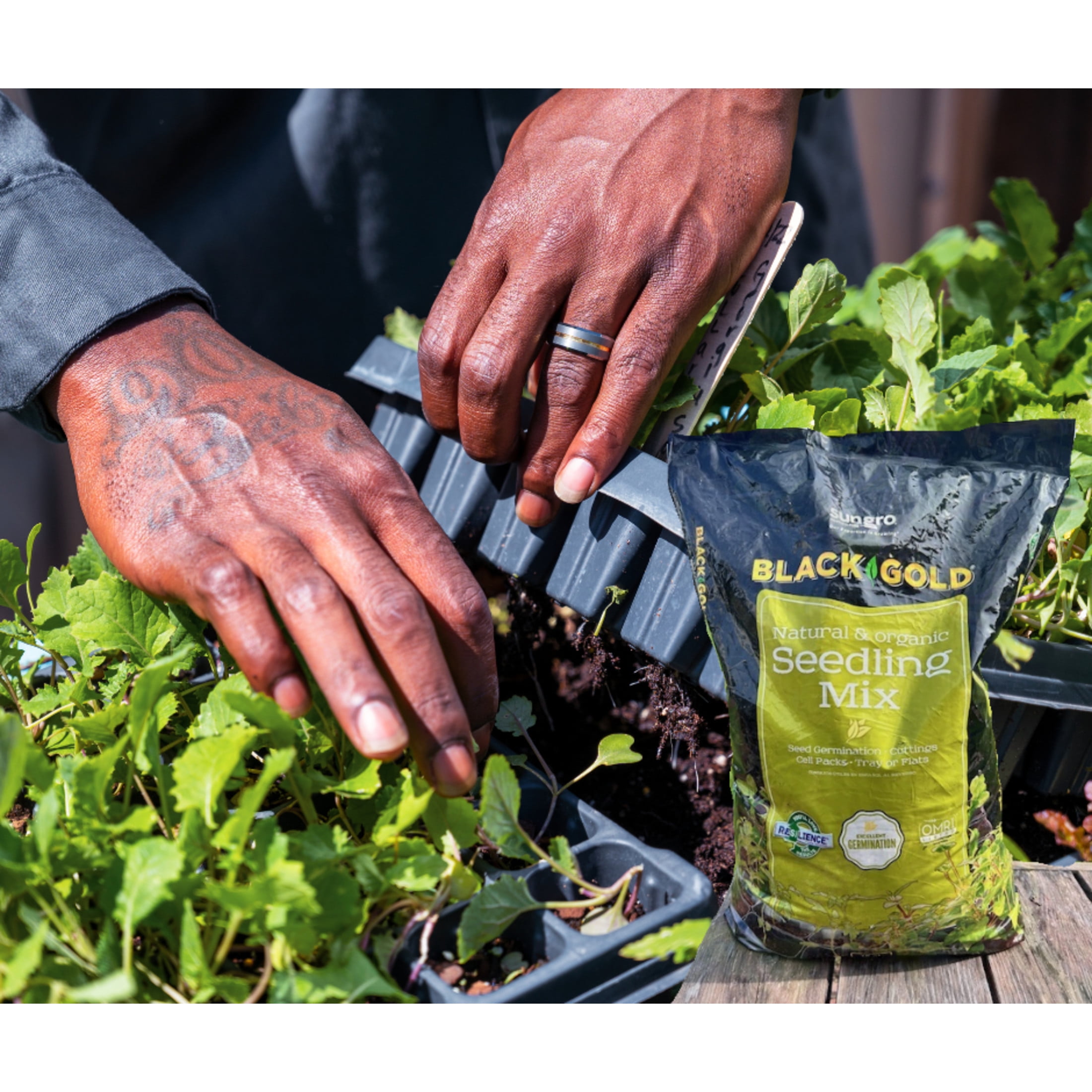 Sun Gro Black Gold Natural & Organic Seedling Mix Potting Soil (Black, 8 qt) liizx