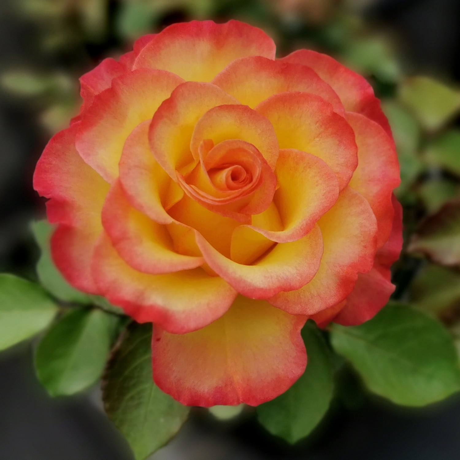 Altman Plants True Bloom True Sincerity Rose Bush (Pink and Yellow, 2 gal) 77l5k