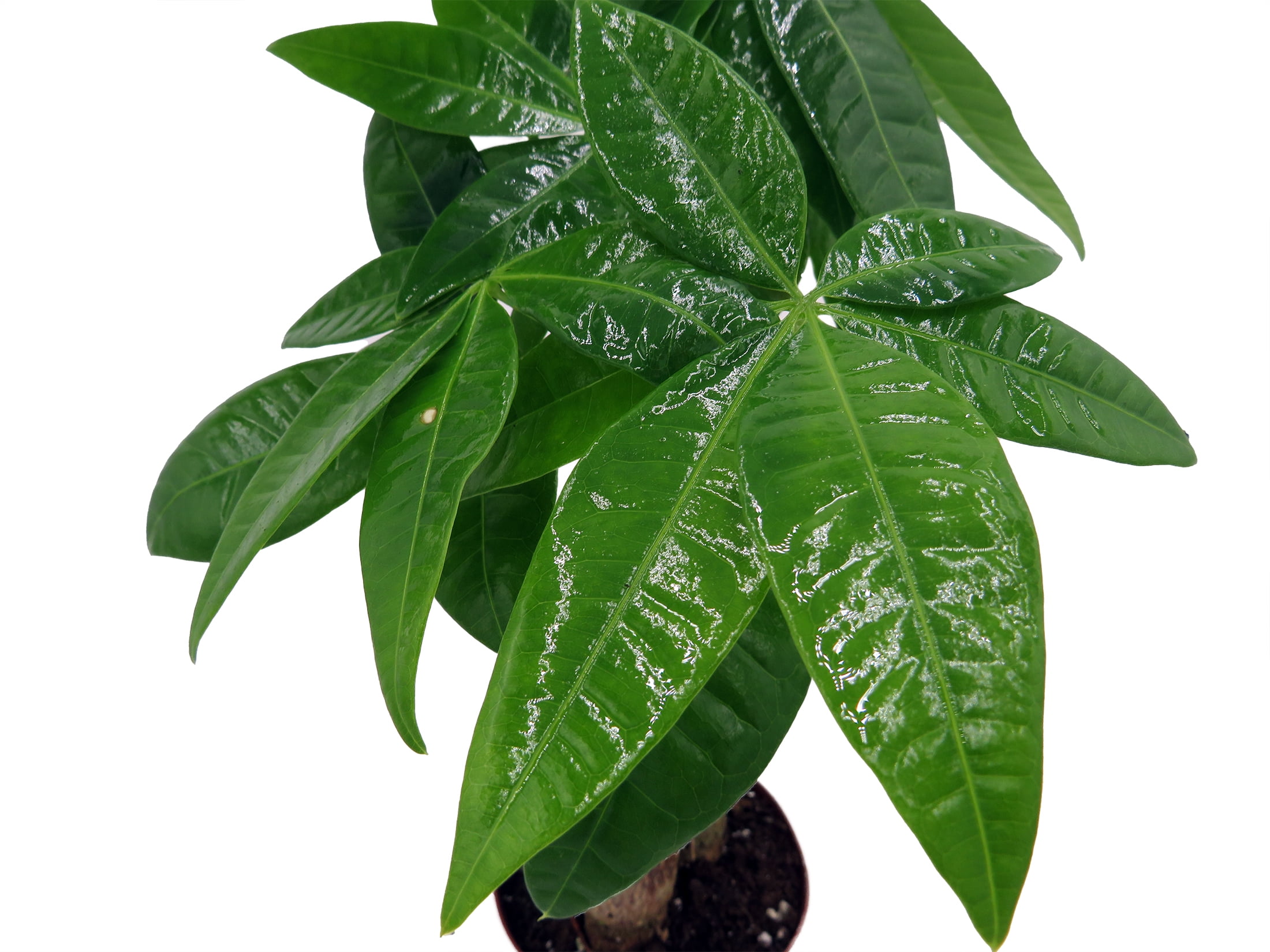 Hirt's Gardens Twisted Money Tree Pachira Indoor Houseplant (Green, 3 in Pot) m14kh