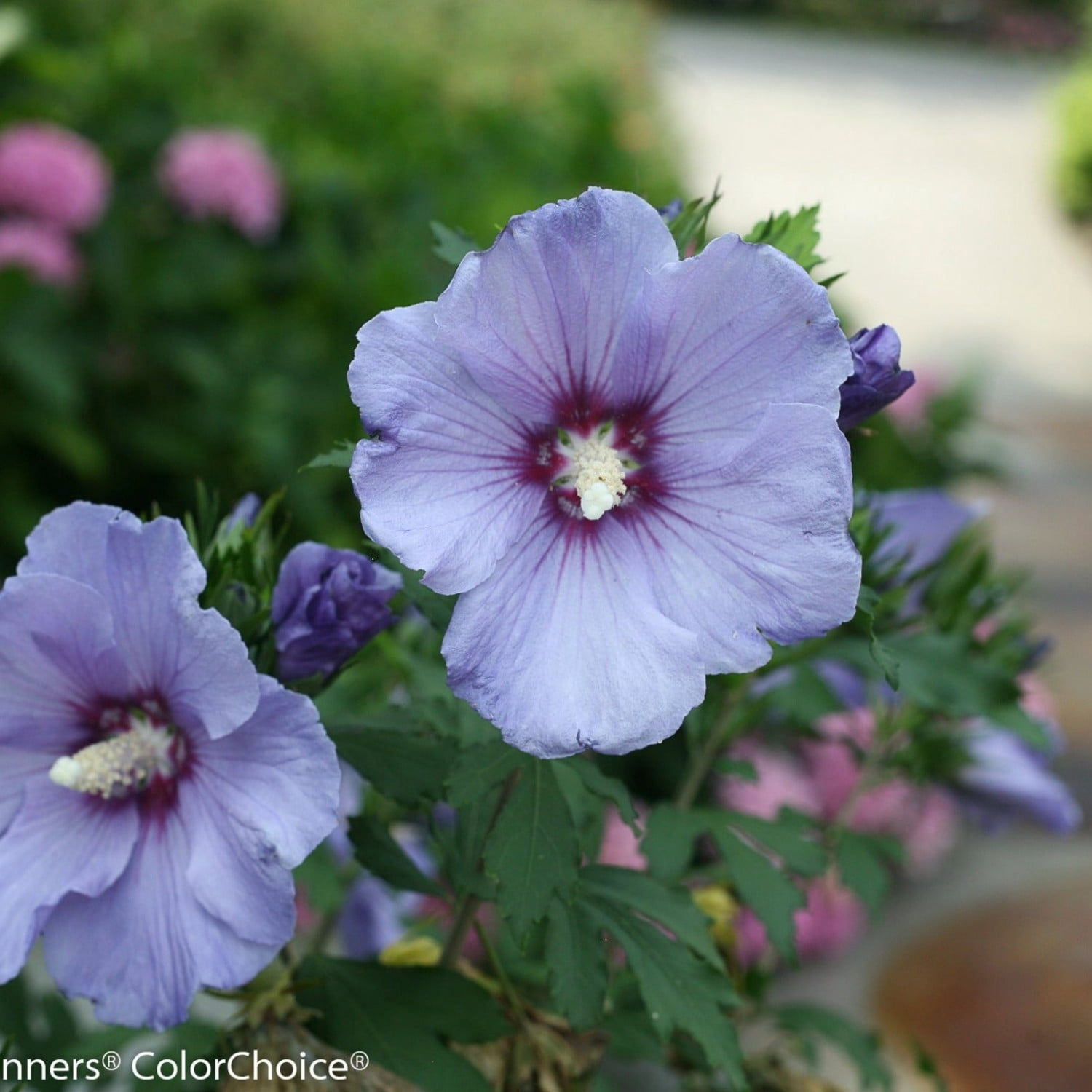 Proven Winners ColorChoice Azurri Blue Satin Rose of Sharon Live Shrub (Blue, 4.5 in Pot, 4 Count) 7zry1