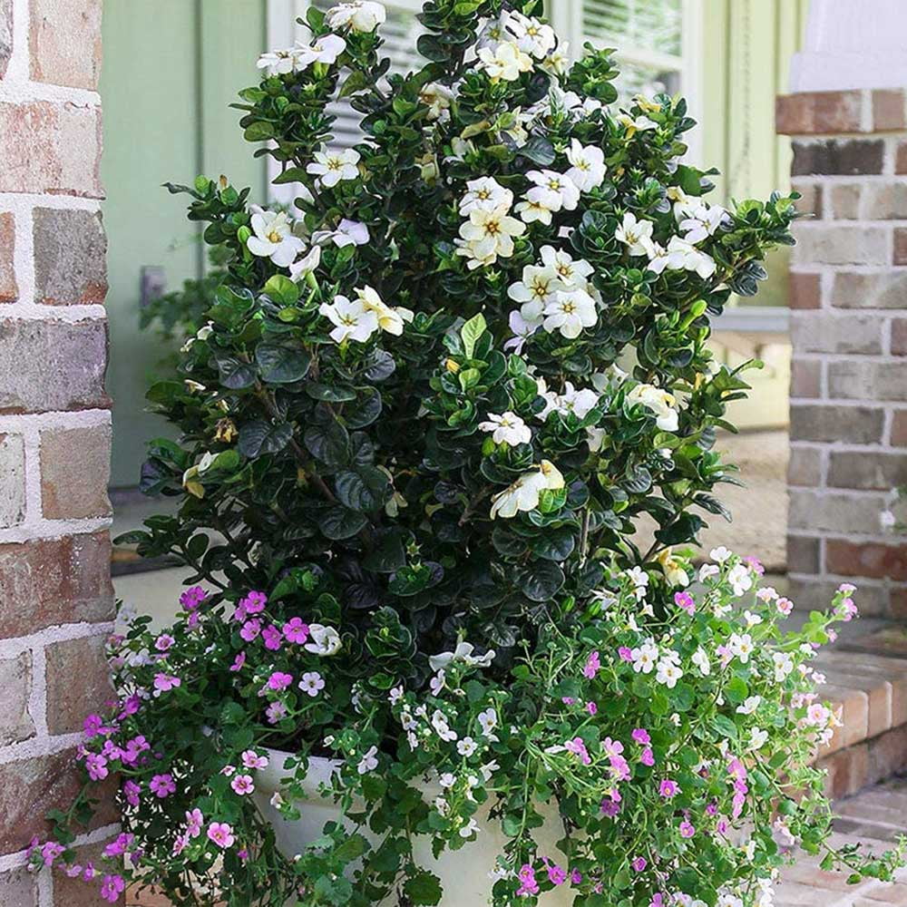 Southern Living Diamond Spire Gardenia Live Shrub (Creamy-White, 2.5 qt) ipiep
