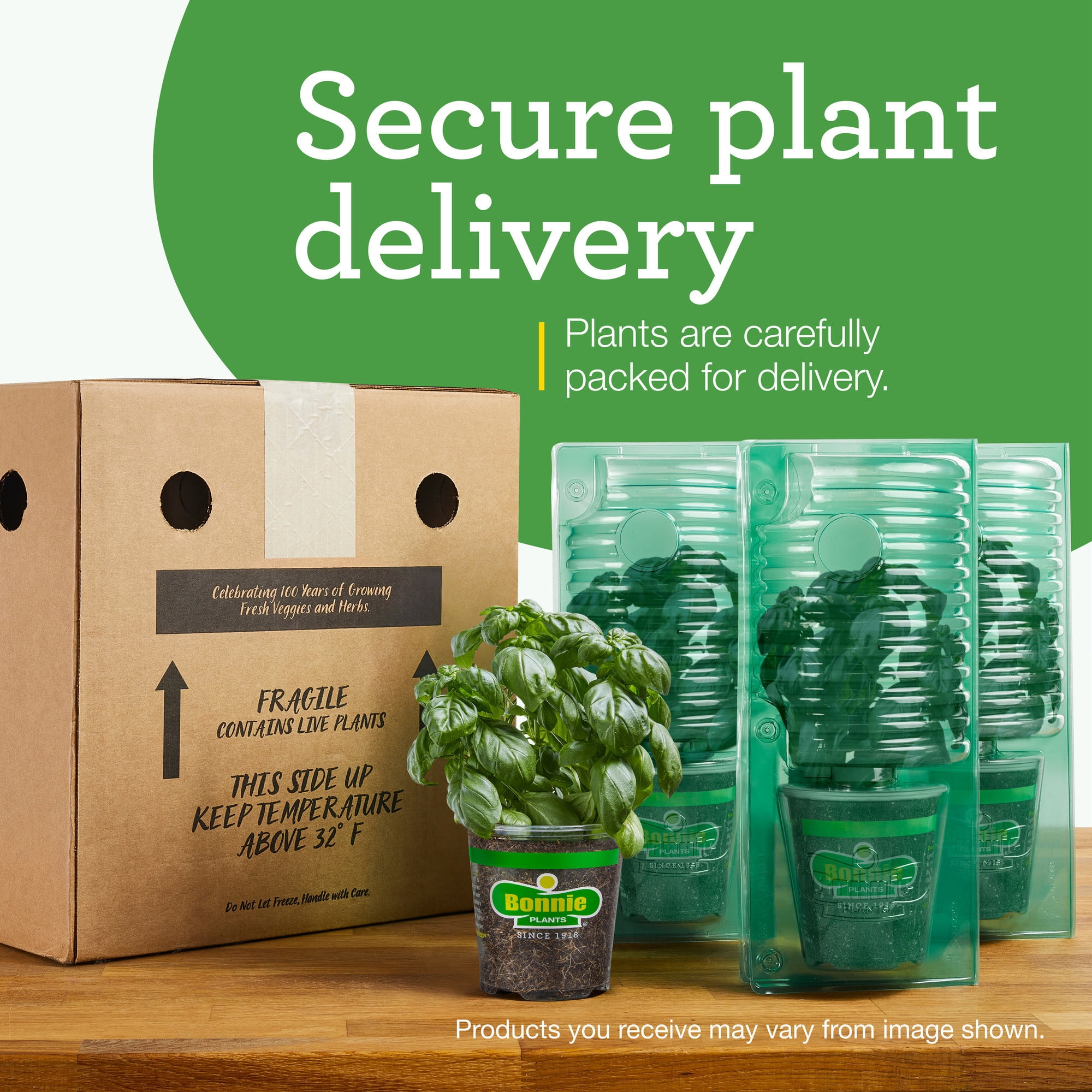 Bonnie Plants Lemon Balm Herb Plant (Green, 19.3 oz, 2-Pack) gpm67