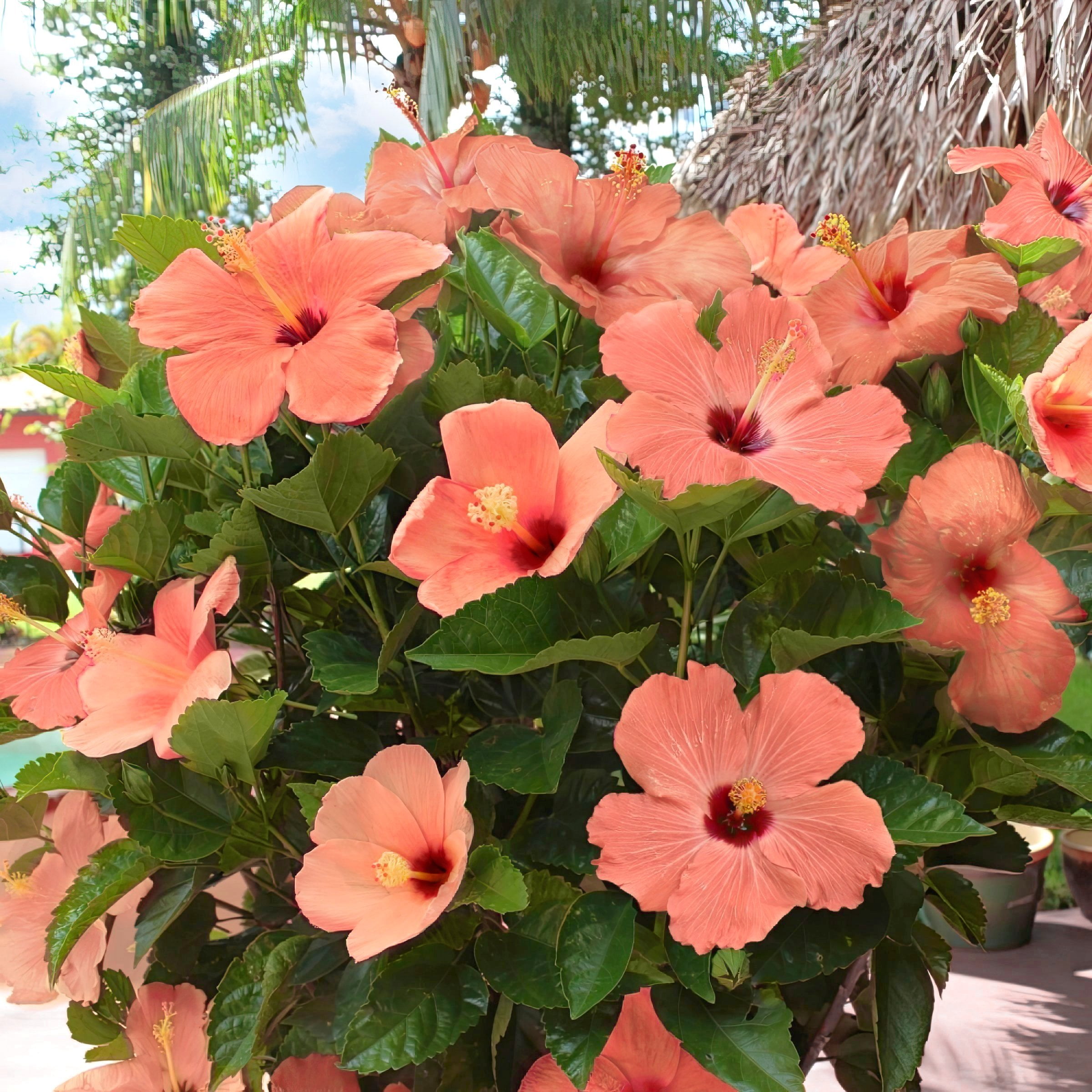 National Plant Network Hibiscus Peach Braided Live Tree (Orange, 2 gal) tnifo