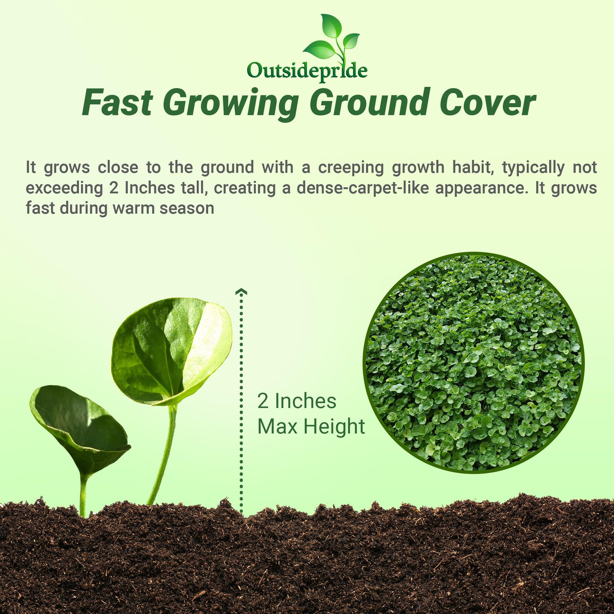 Outsidepride Dichondra Repens Ground Cover Seeds (Green, 1 lb) 8456c