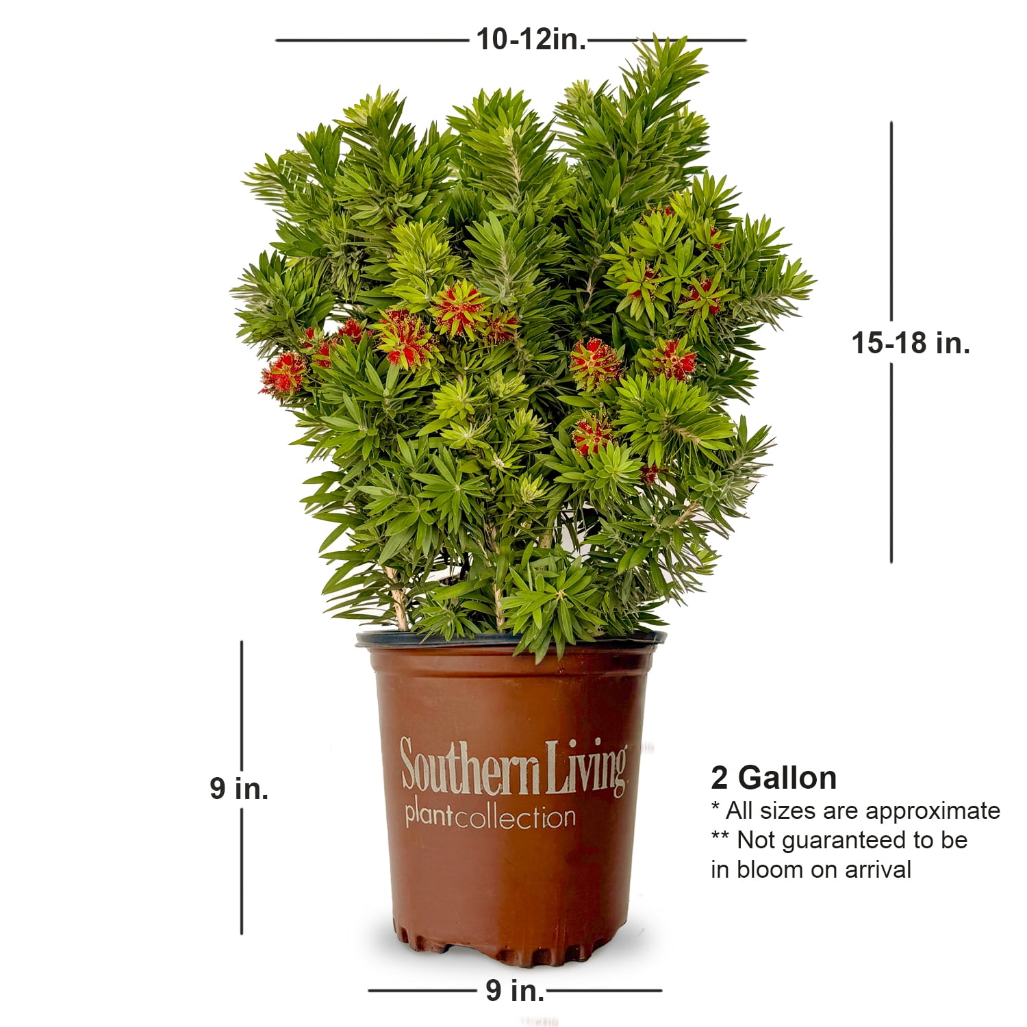 Southern Living Light Show Bottlebrush Live Shrub (Bright Red, 2 Gallon) d83eb