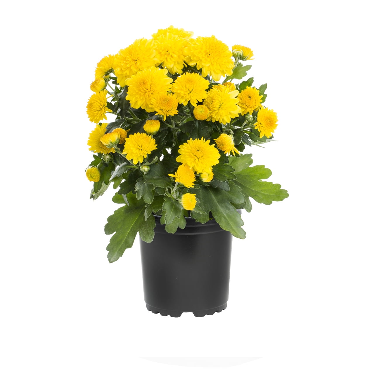 Expert Gardener Yellow Chrysanthemum Live Fall Plant (Yellow, 6-Pack, 1 pt) iffod