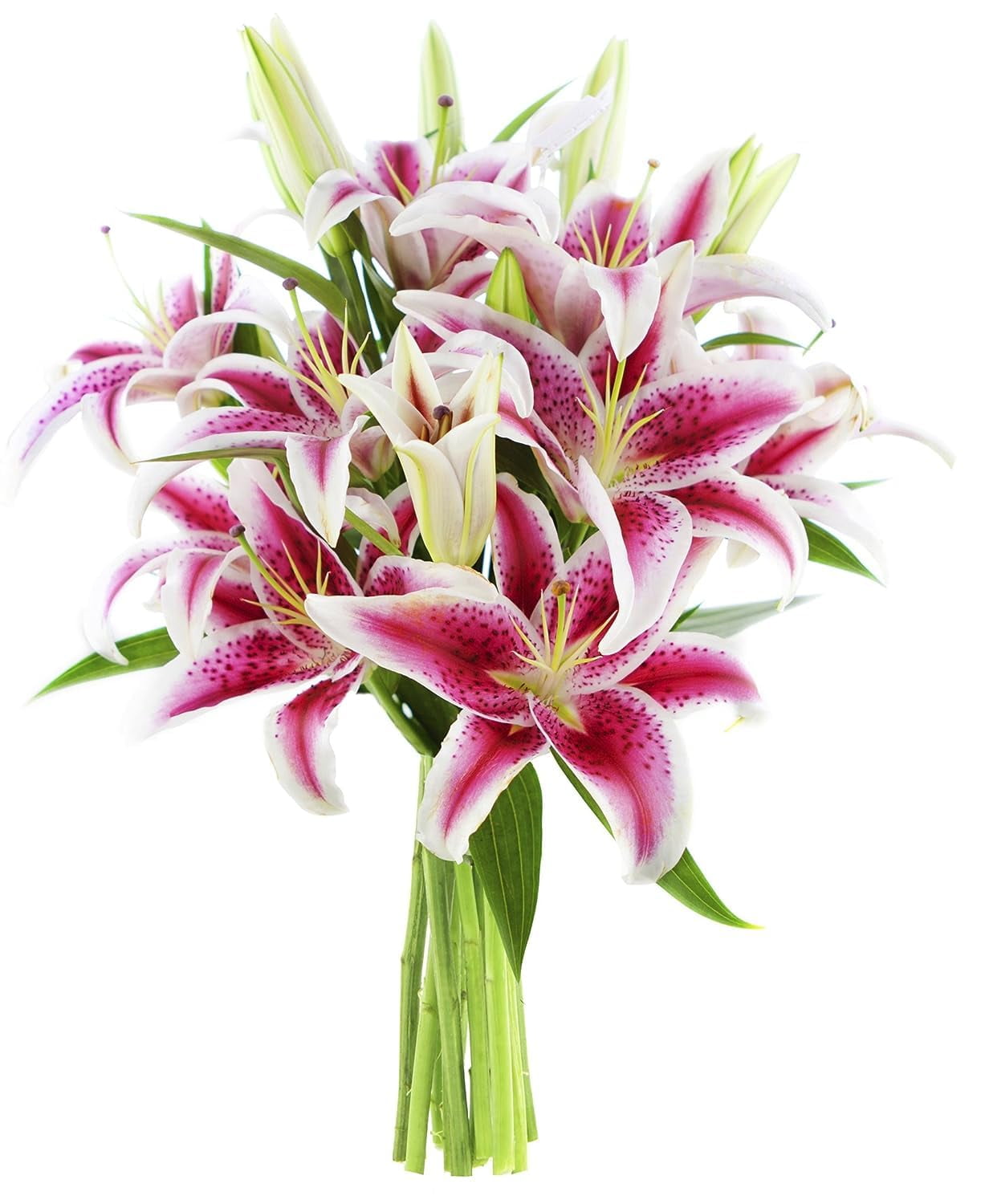 KaBloom Sailor's Sunset Fresh Pink Lily Bouquet with Glass Vase (Pink, 5 Stems) z342k