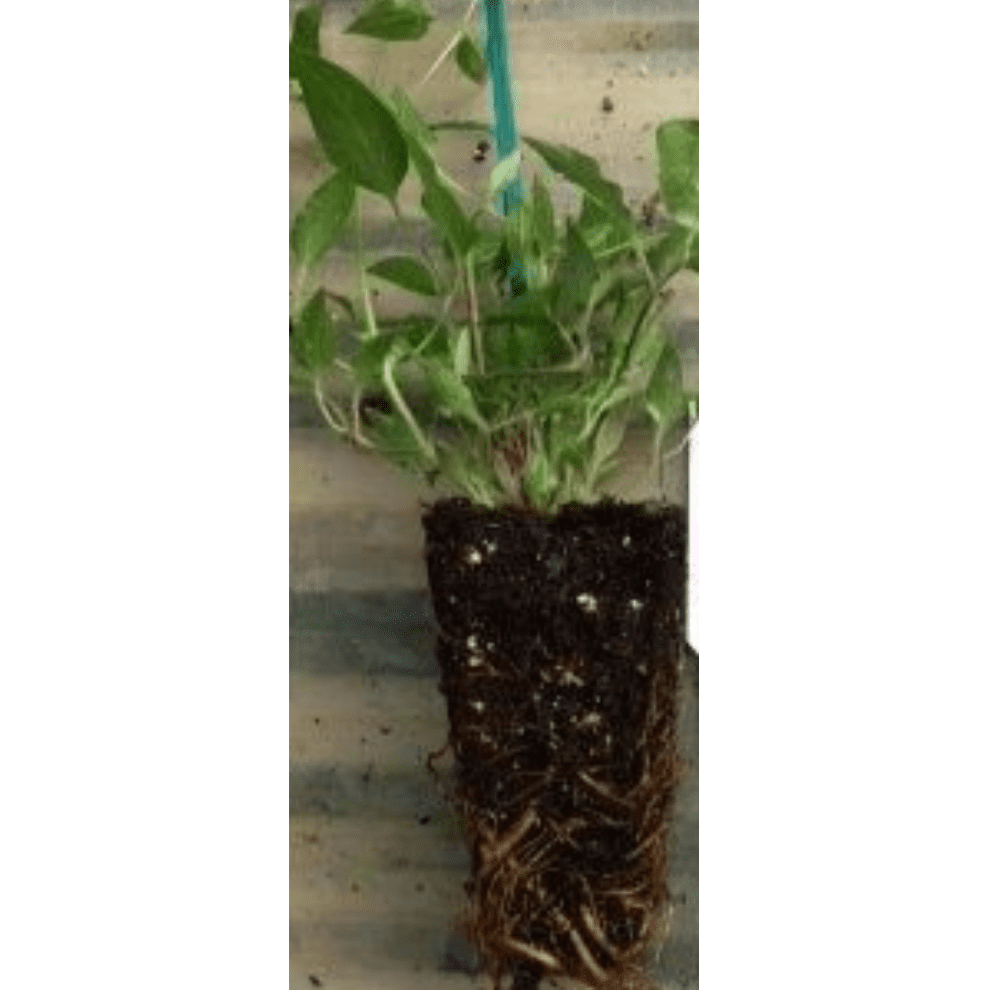 Hirt's Gardens Mandarin Honeysuckle Vine Perennial Lonicera Flowering Plant (2.5 in Pot) axbku