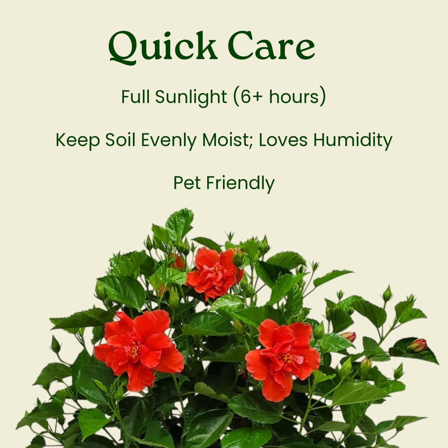 Tropical Plants of Florida Live Double Red Hibiscus Bush (Red, 24 in to 28 in) ctalv