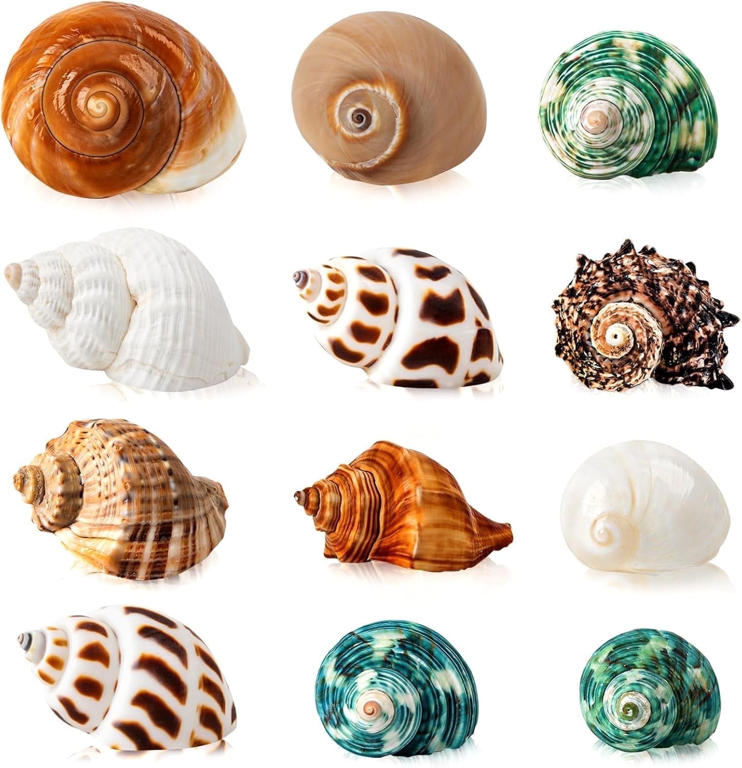 SINKOO Hermit Crab Shells Natural Sea Conch Growth Turbo Set (12 Pack, 1.6 in - 3.2 in) 2z6cy