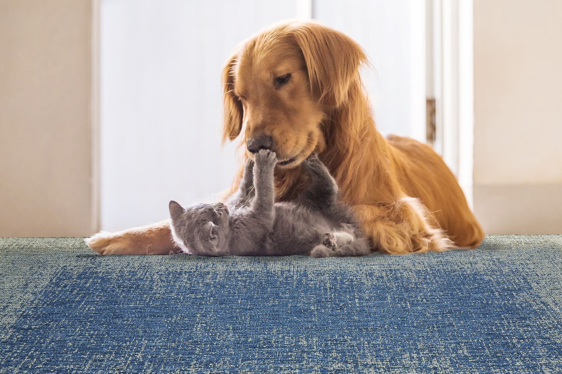 FH Home Dhruva Outdoor Rug Modern Ombre Stain Resistant Patio Area Rug (Blue, 4 ft x 6 ft) 4otf6