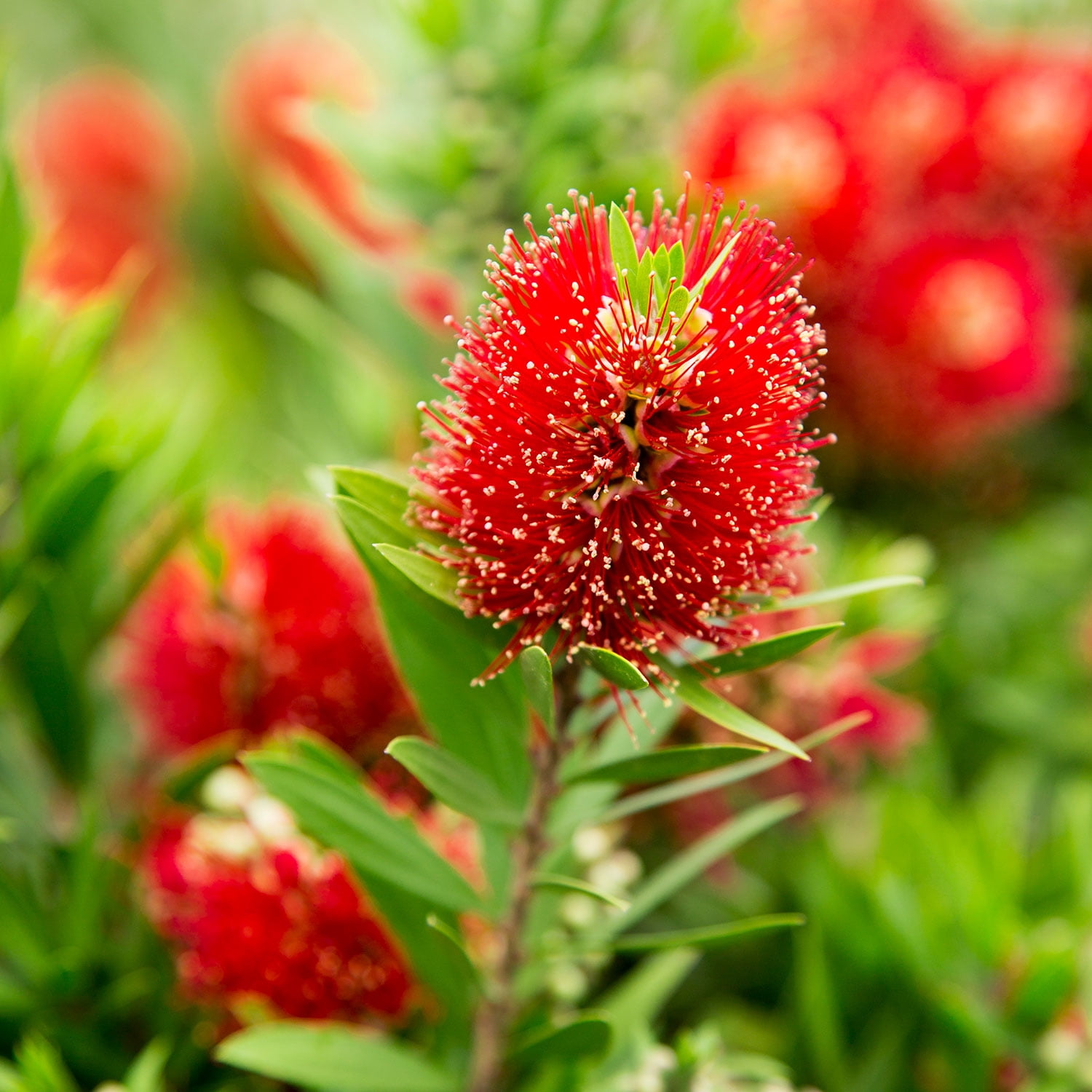 Southern Living Light Show Bottlebrush Live Shrub (Bright Red, 2 Gallon) d83eb
