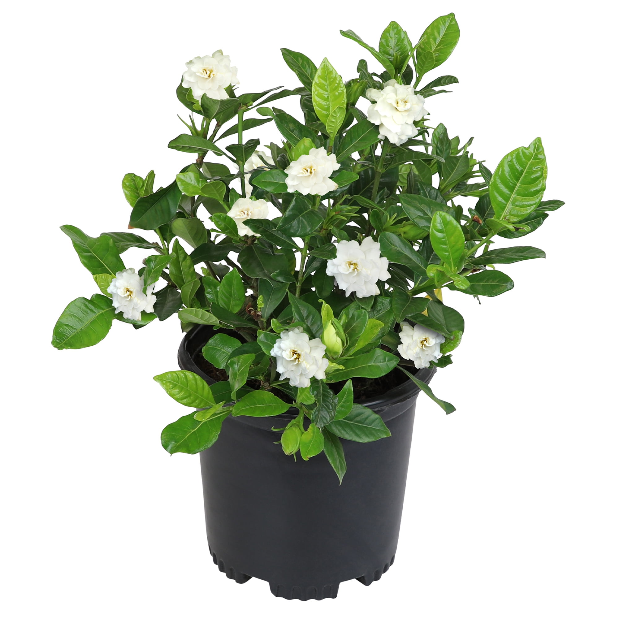Altman Plants Gardenia Jasminoides Live Flowering Shrub (White, 1 gal) hcazo