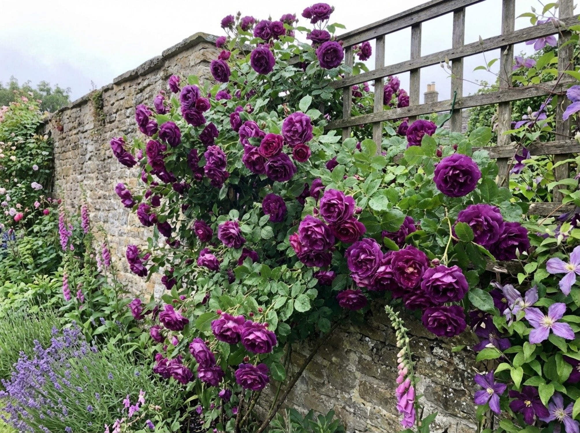 Seedville USA Purple Climbing Rose Flower Seeds (Fragrant Rosa Bush Vine, 5 Seeds) e0320