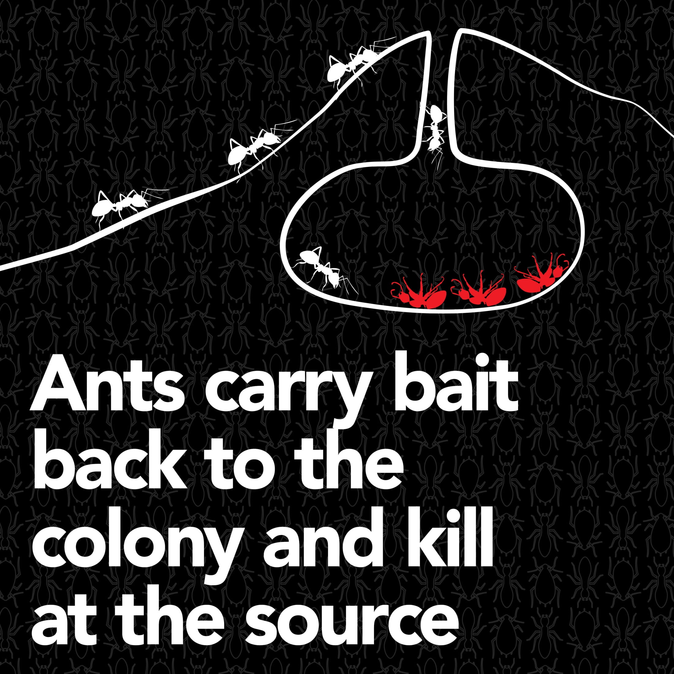 Raid MAX Liquid Ant Killer Bait Stations (Indoor and Outdoor Use, 4 Count) 01tp1