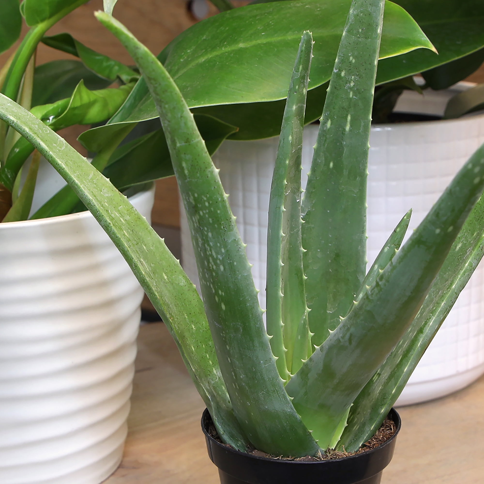 Altman Plants Live Aloe Vera Succulent Houseplant (Green, 10 in) ur4so