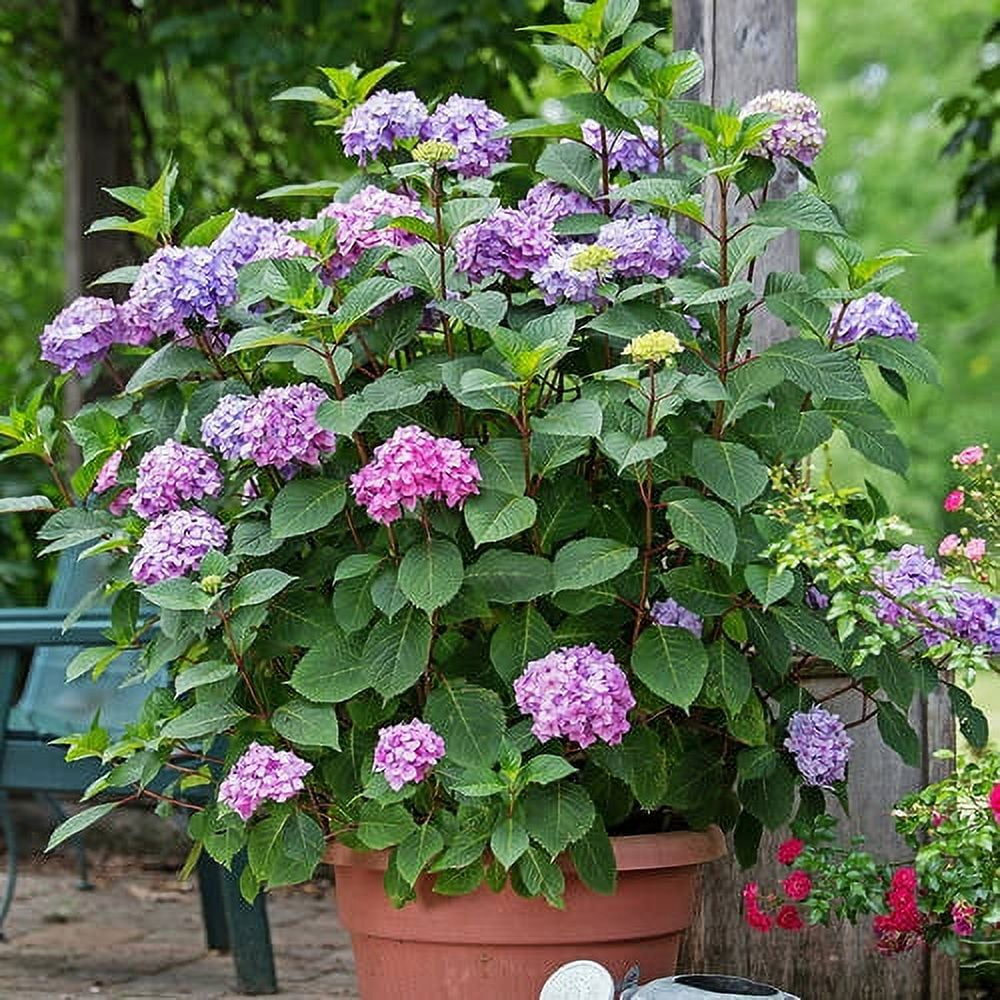 Endless Summer BloomStruck Reblooming Hydrangea Live Shrub (Pink and Blue, 2 Gallon) zkacp