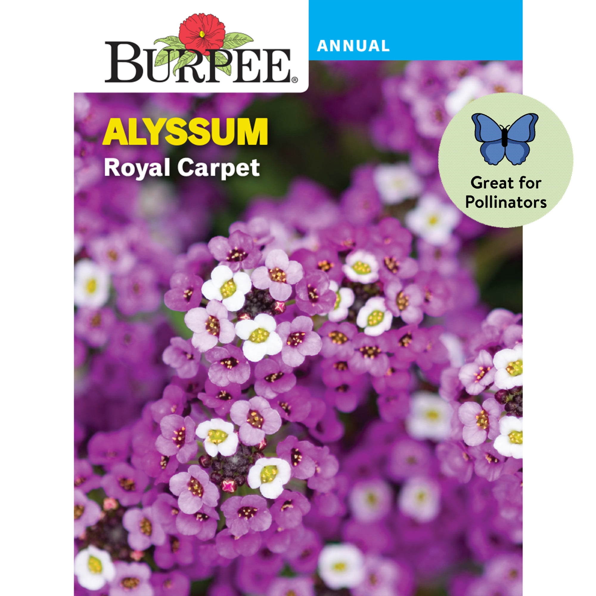 Burpee Royal Carpet Alyssum Flower Seeds (Violet, 1-Pack) zfah2