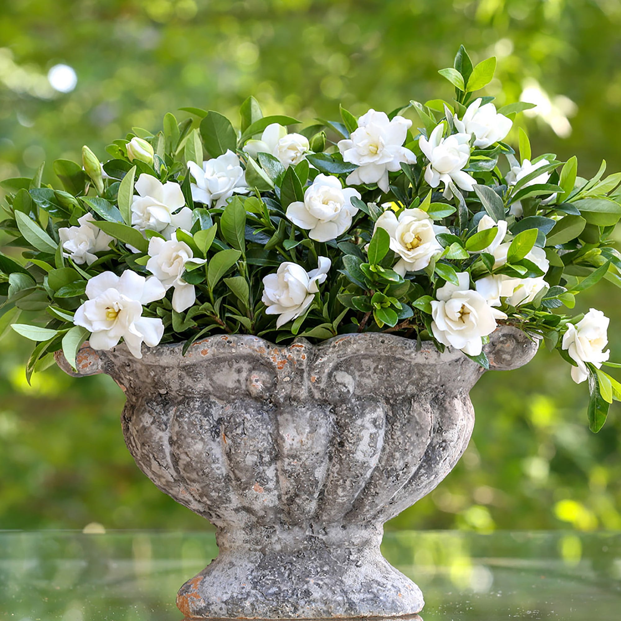 Southern Living Jubilation Gardenia Live Shrub (Evergreen Flowering Plant, 2-Gallon) 86td1