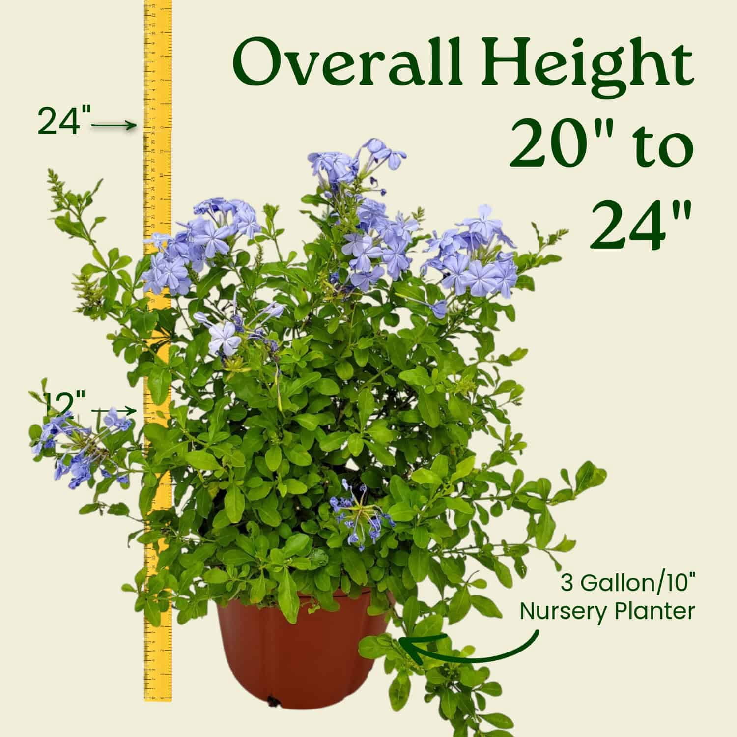 Tropical Plants of Florida Imperial Blue Plumbago Flowering Bush (Blue, 3 Gallon) hmbay