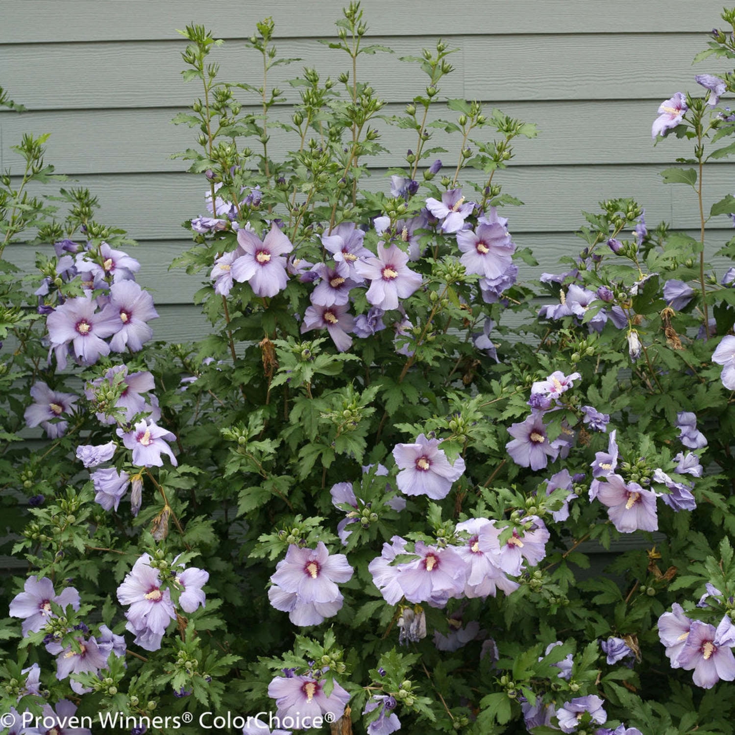 Proven Winners ColorChoice Azurri Blue Satin Rose of Sharon Live Shrub (Blue, 4.5 in Pot, 4 Count) 7zry1