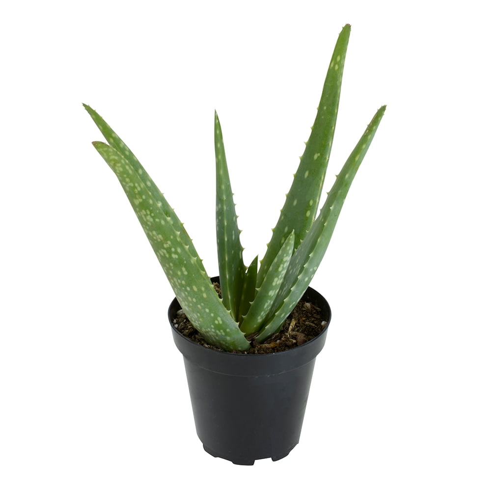 Altman Plants Live Aloe Vera Succulent Houseplant (Green, 10 in) ur4so