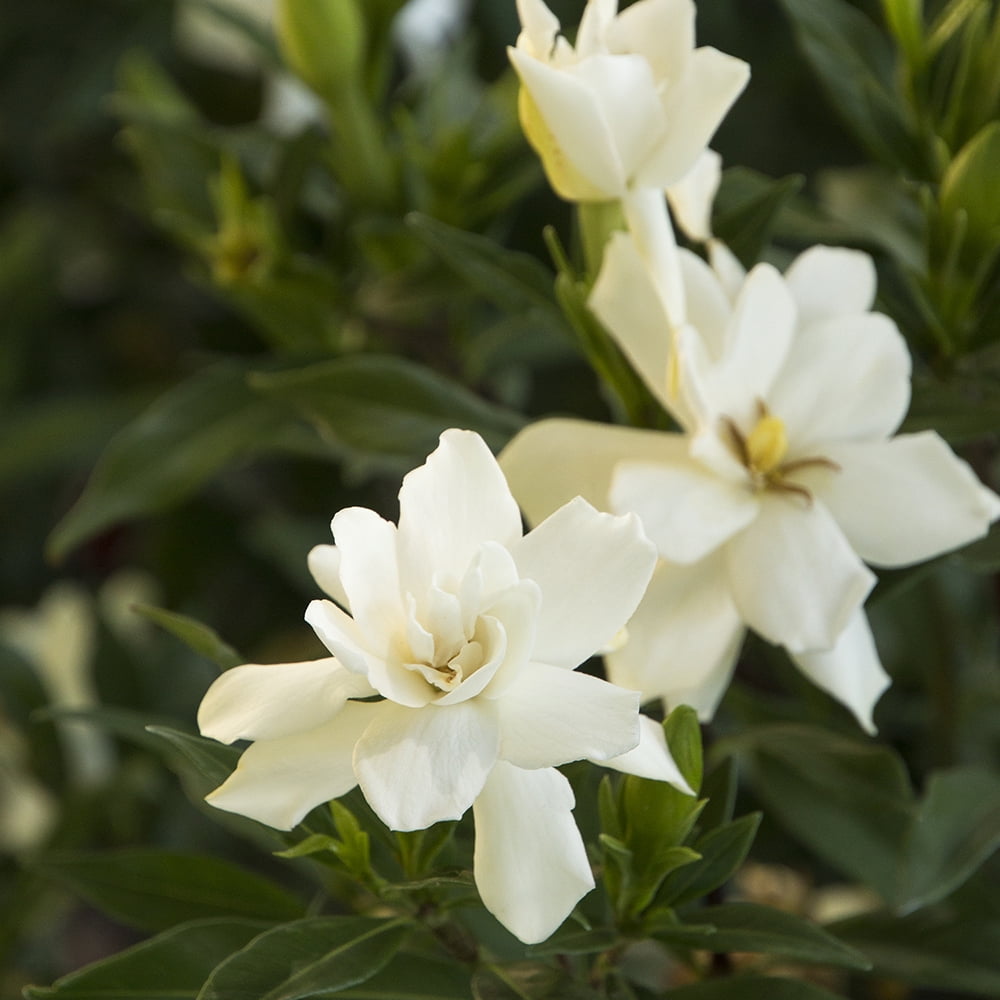 Expert Gardener Gardenia Frostproof Live Shrub (Green, 2.25 gal) tb2lf