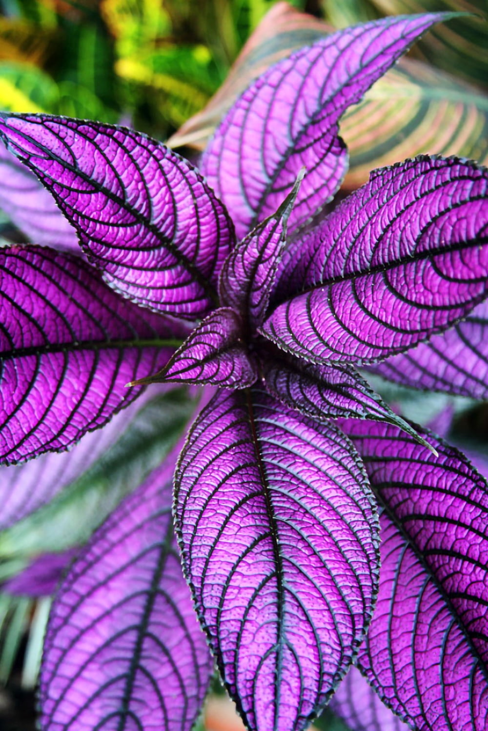 Hirt's Gardens Persian Shield Live Plant (Strobilanthes) Iridescent Foliage Houseplant (Green, 2 in Pot) dtxnd