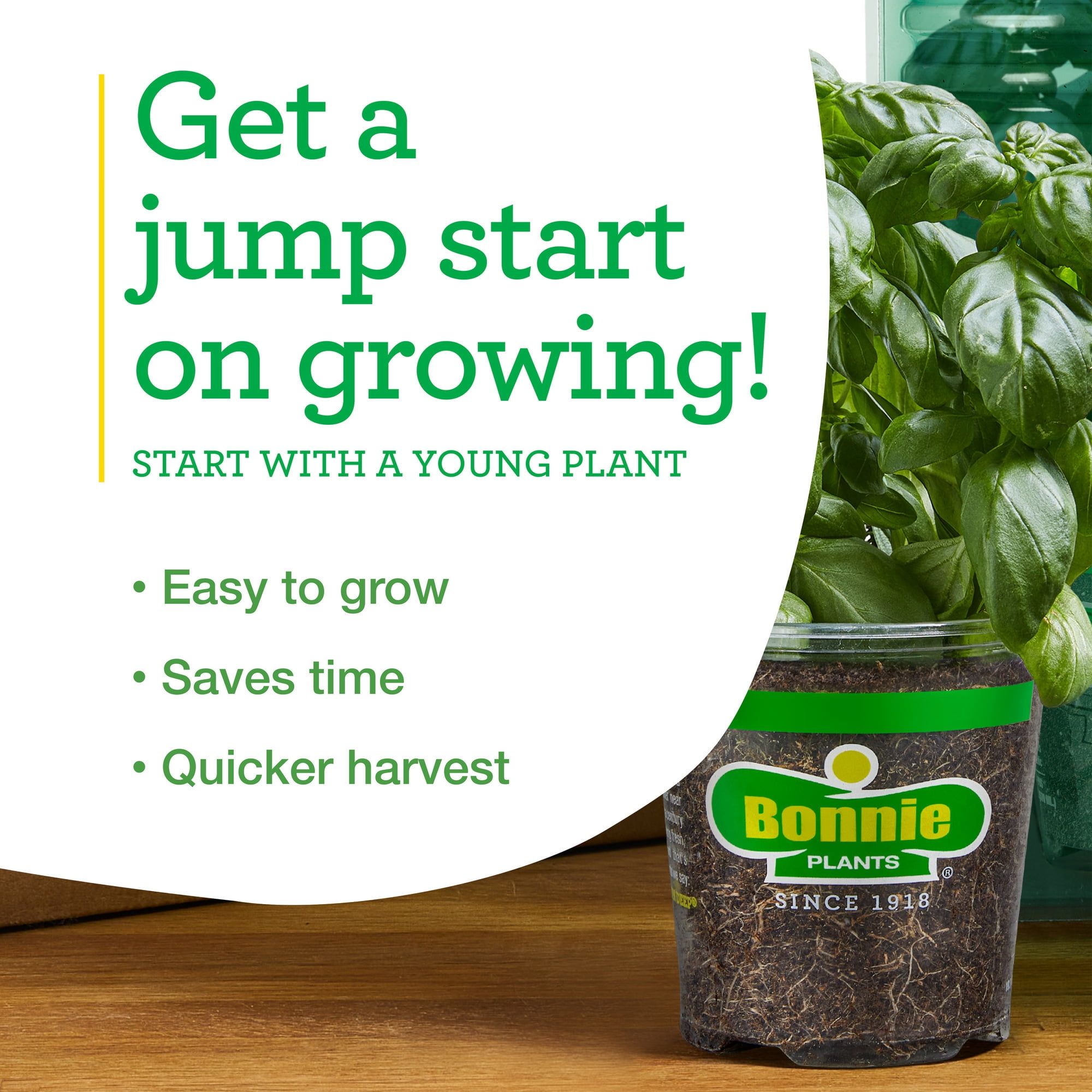 Bonnie Plants Lemon Balm Herb Plant (Green, 19.3 oz, 2-Pack) gpm67