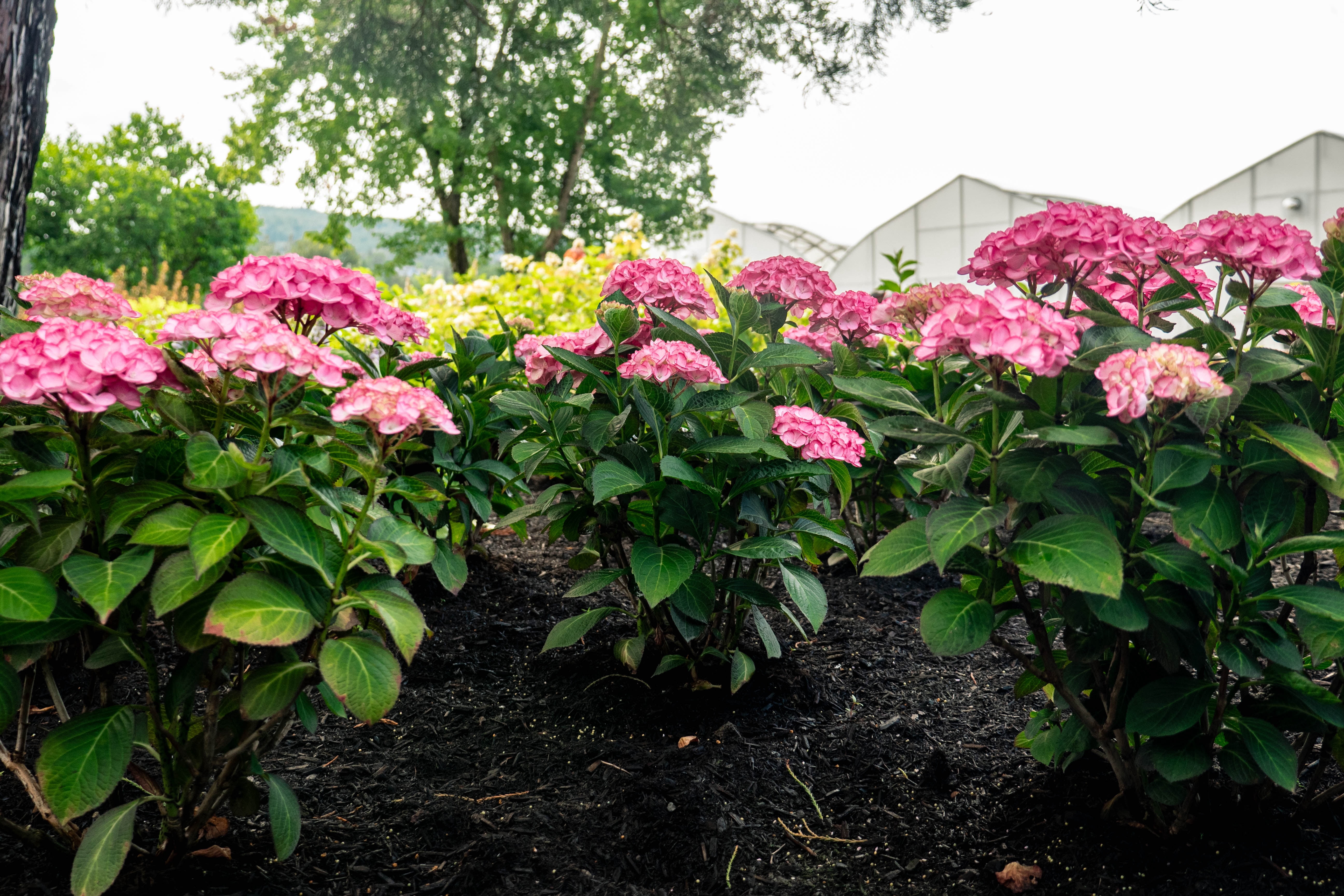 Bloomin' Easy Soul Mate Hydrangea Shrub (Pink, Jumbo Pint) 6ah1z