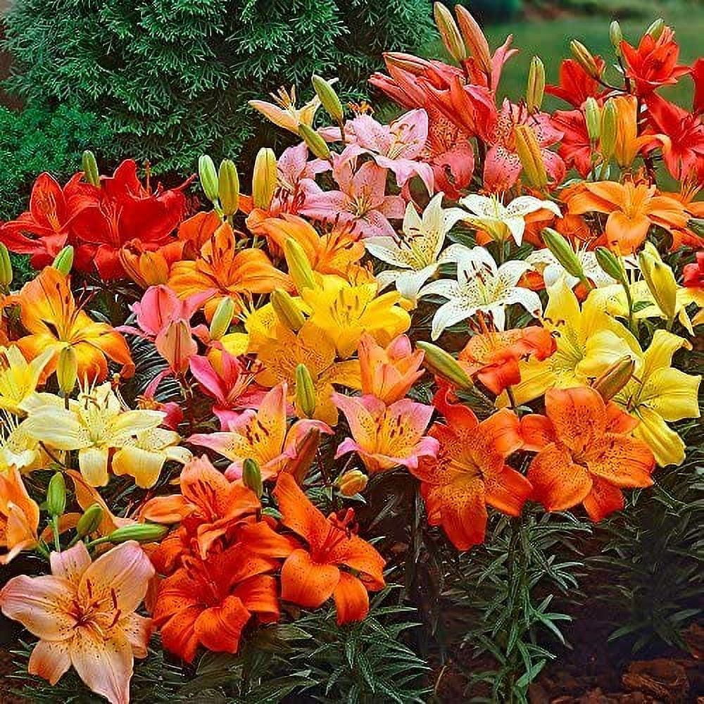Daylily Nursery Asiatic Lily Flower Bulbs Perennial Mix (10 Pack, 4.7-5.5 in) 0w5bn