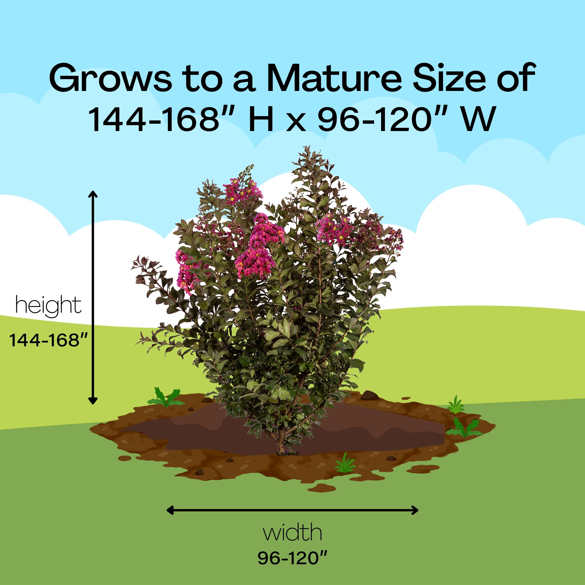 First Editions Plum Magic Crape Myrtle Live Shrub (Pink, 2 Gallon) zgzmh