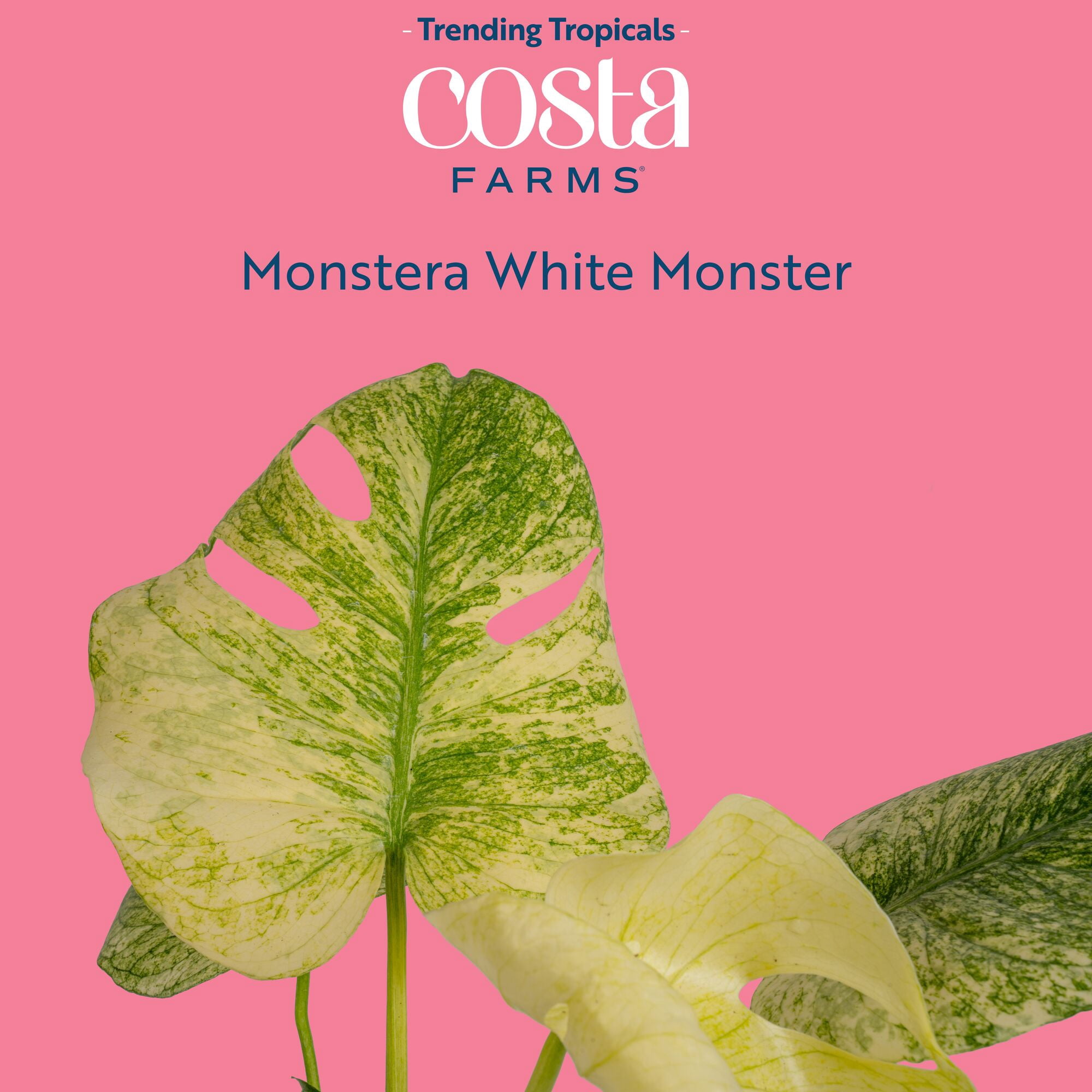 Costa Farms Monstera Deliciosa White Monster Live House Plant (White, 12 in) a727o