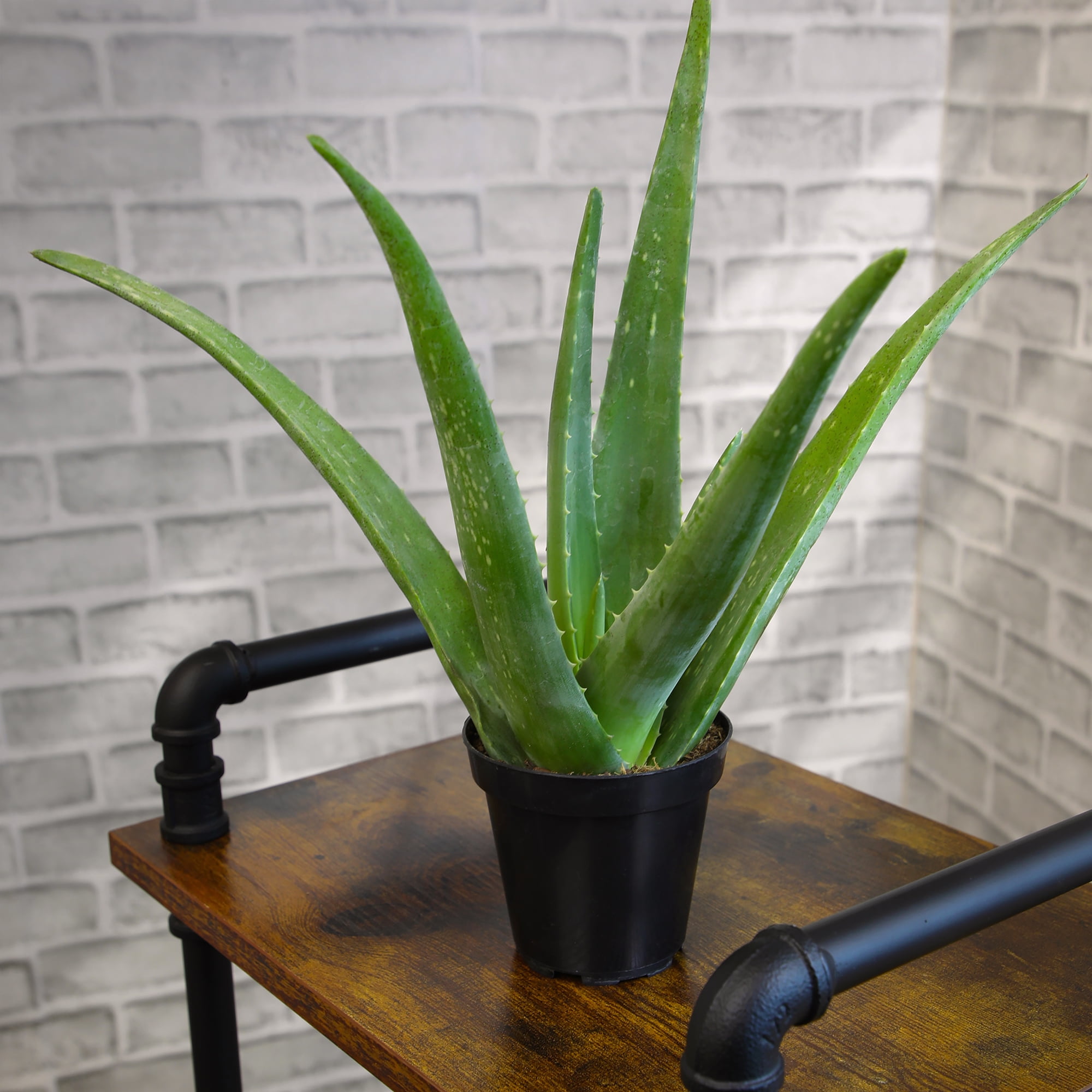 Altman Plants Live Aloe Vera Succulent Houseplant (Green, 10 in) ur4so