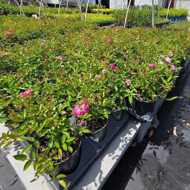 New Life Nursery & Garden Peggy Martin Climbing Rose Live Plant (Pink, 1 QT) ogvdh