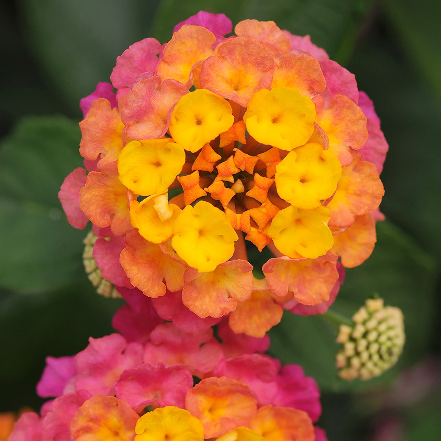 Expert Gardener Multicolor Lantana Drought Tolerant Live Plants (Full Sun, 1 Quart, 4 Count) laau8