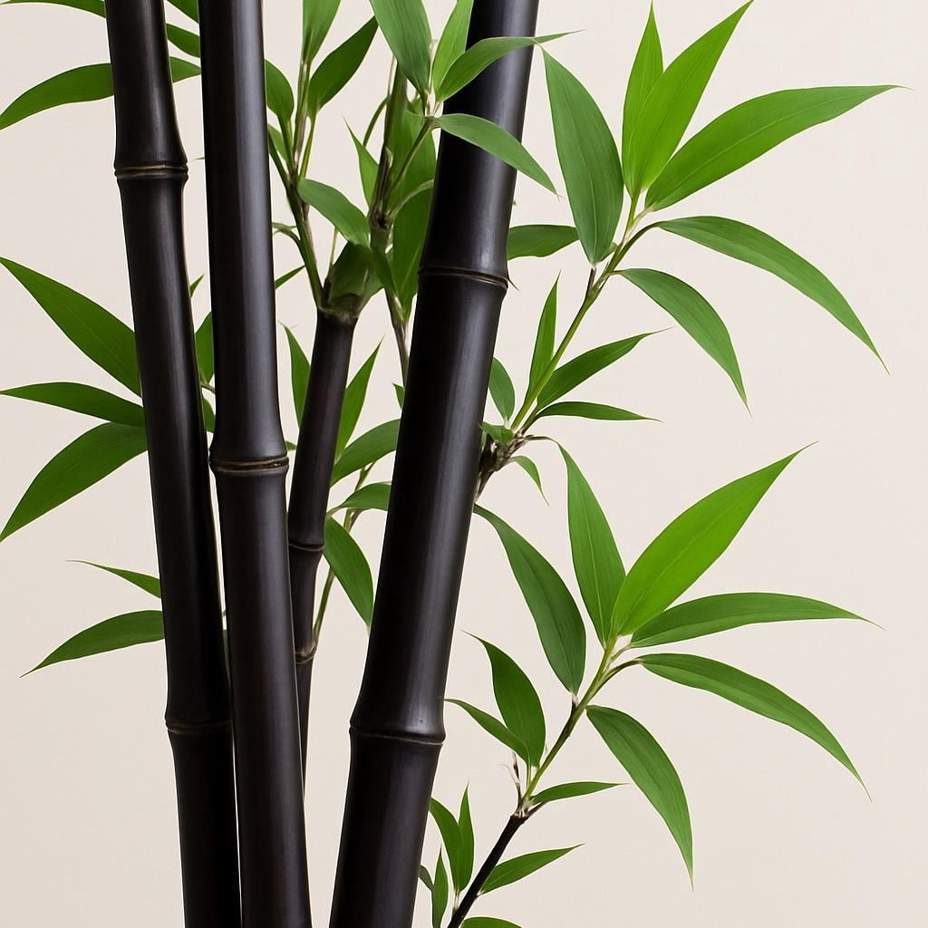 CZ Grain Black Bamboo Seeds for Planting (Fast Growing Privacy Screen, 300 Count) cje7d