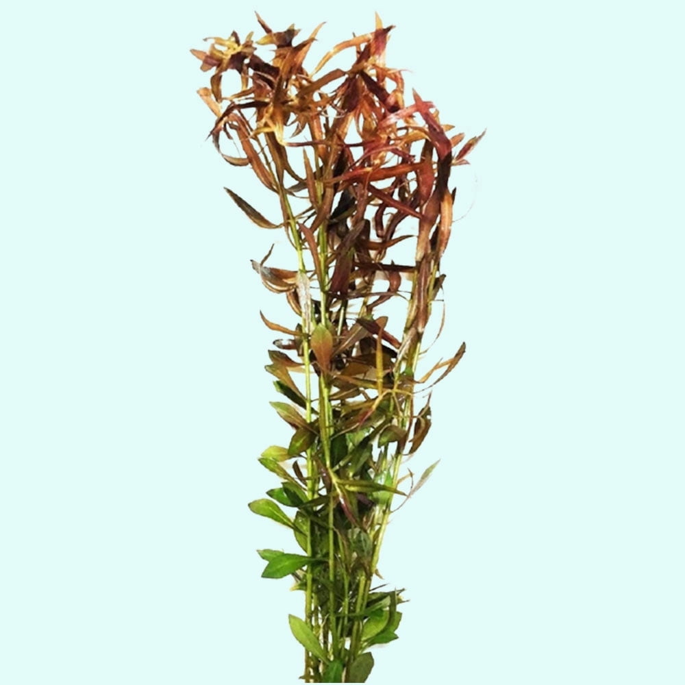 Canton Aquatics Rotala Vietnam HRa Live Aquarium Plant (Green, 3-5 Stems) cgwun