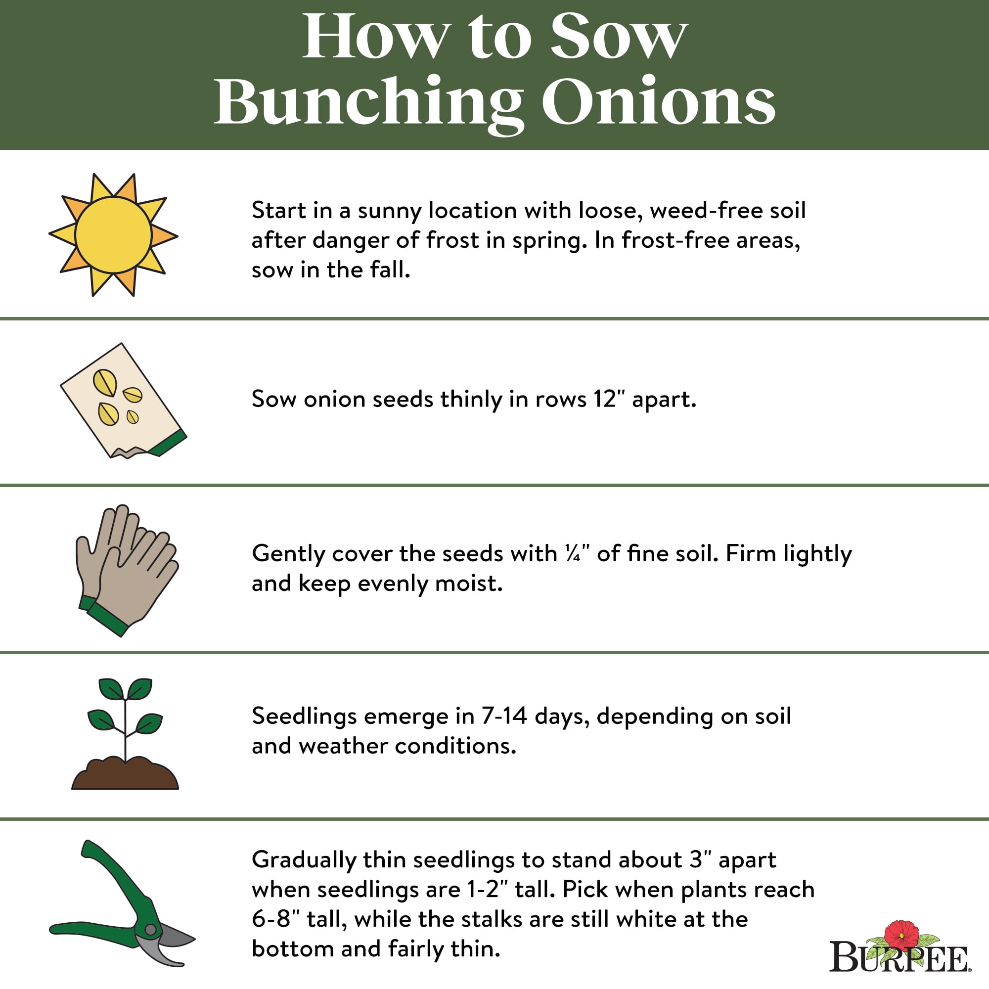 Burpee Flavor King Bunching Onion Seeds (Container-Friendly, Vegetable Gardening, 1-Pack) y87n3