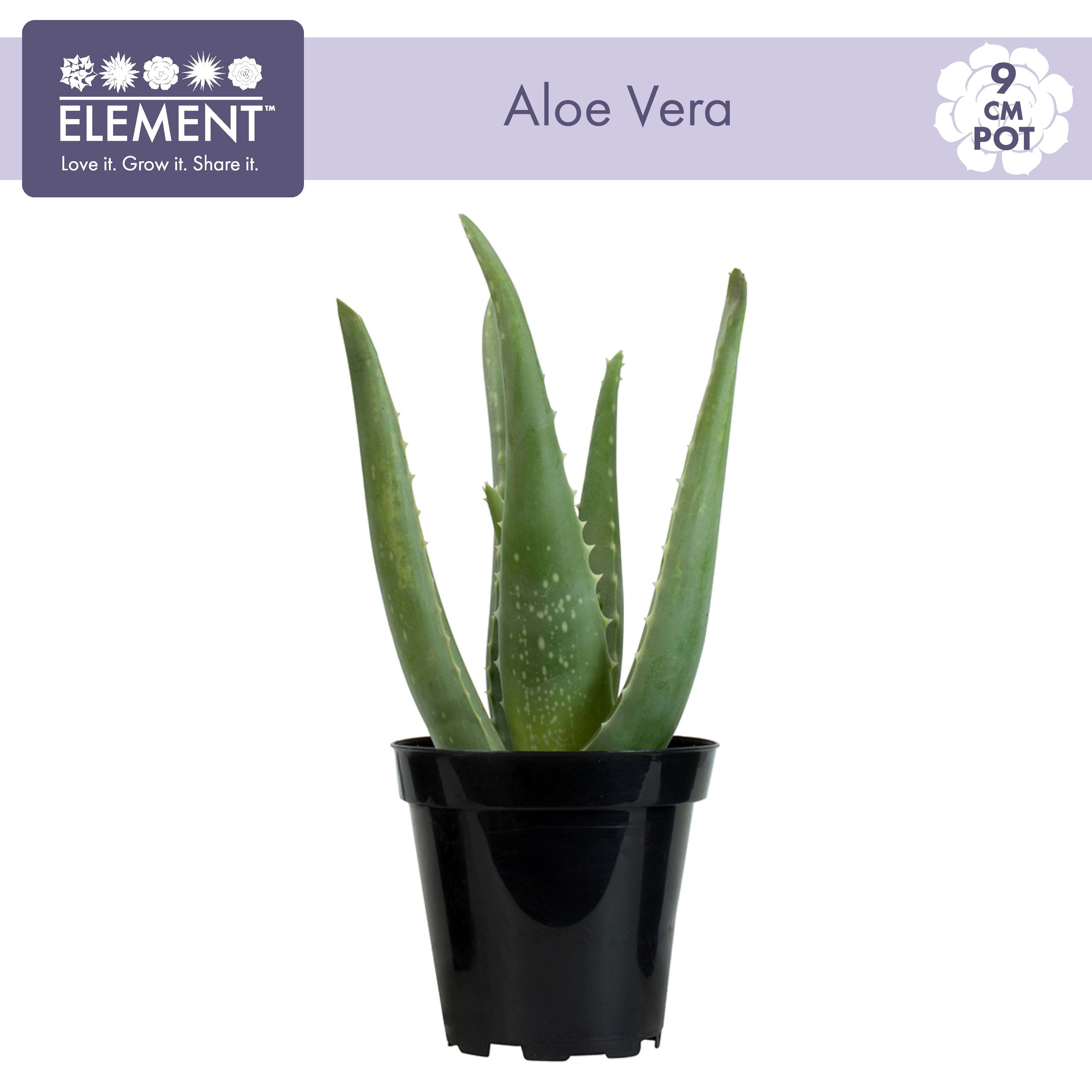 Altman Plants Live Aloe Vera Succulent Houseplant (Green, 10 in) ur4so